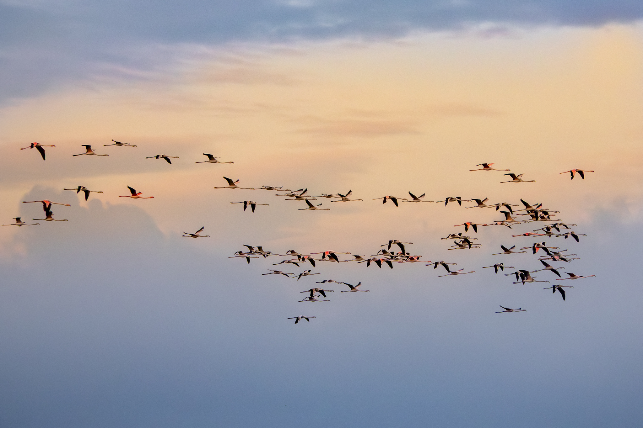 Flamingos at dawn