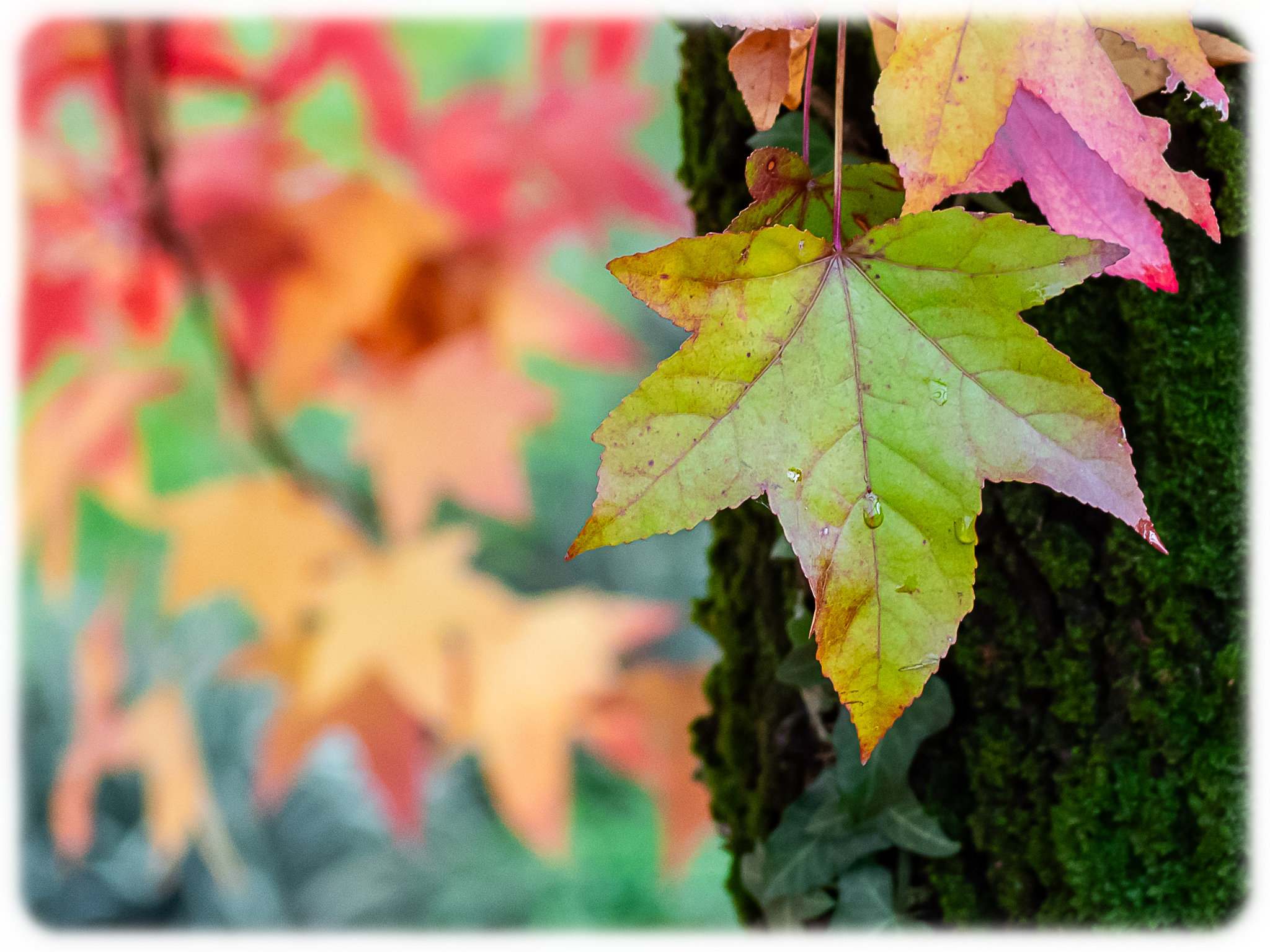 All the colors of that day