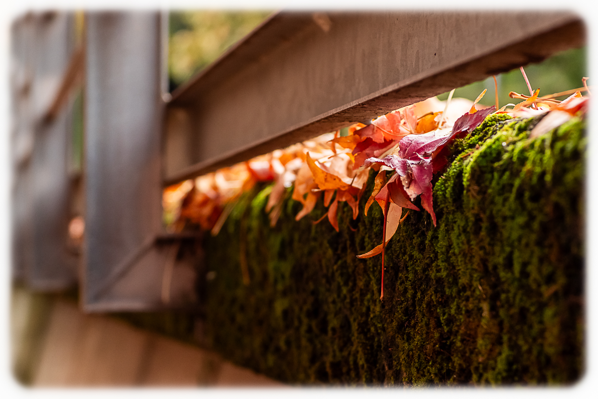 Where the leaves end