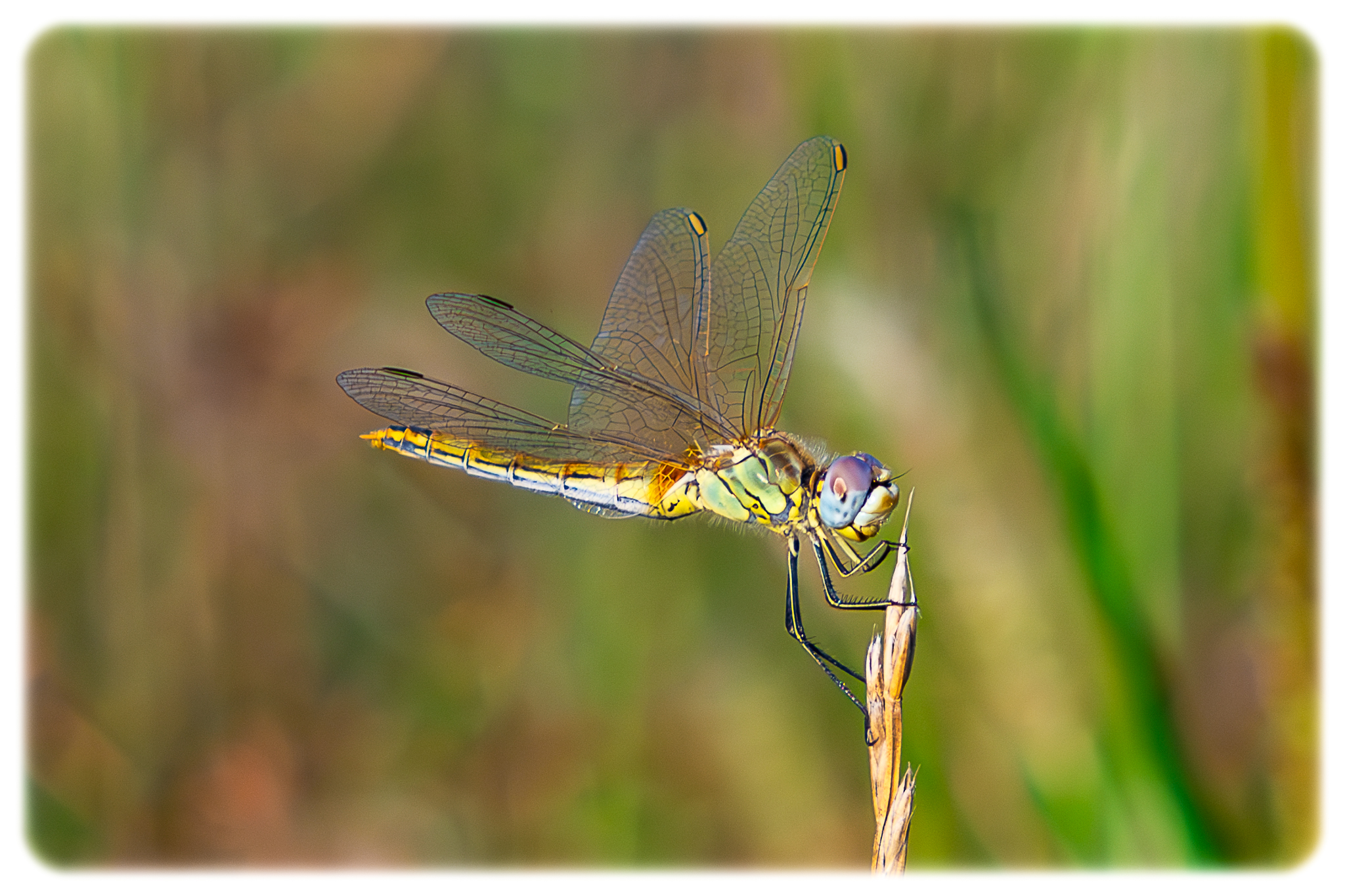 Dragonfly