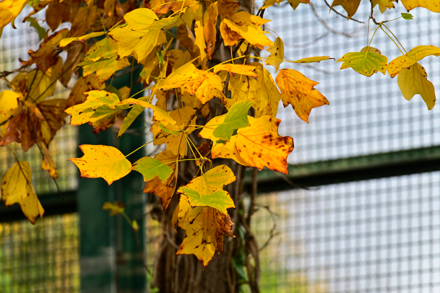 Autumn