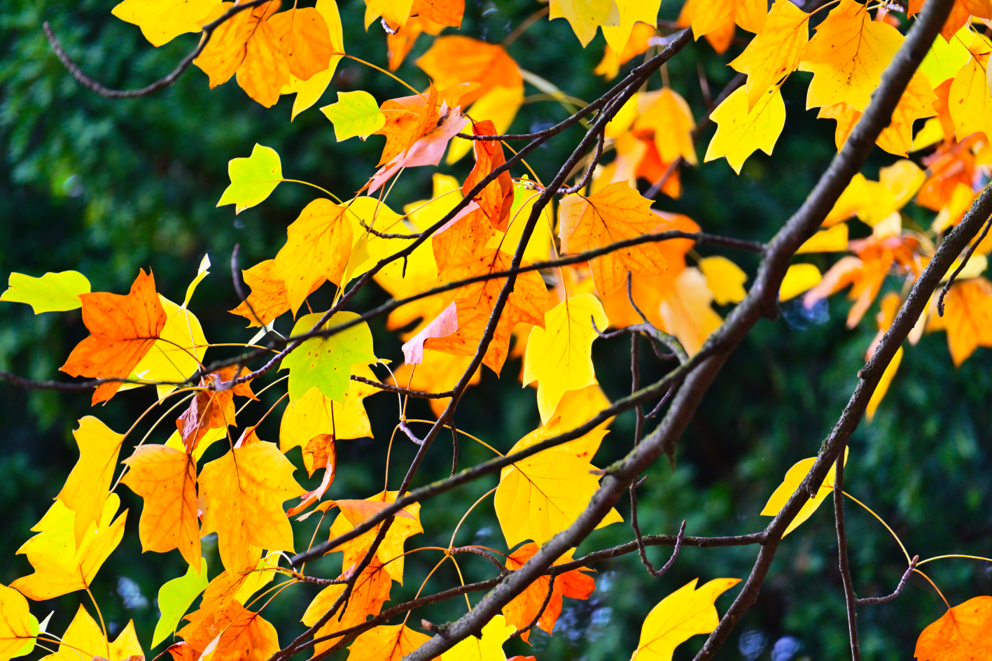 Autumn