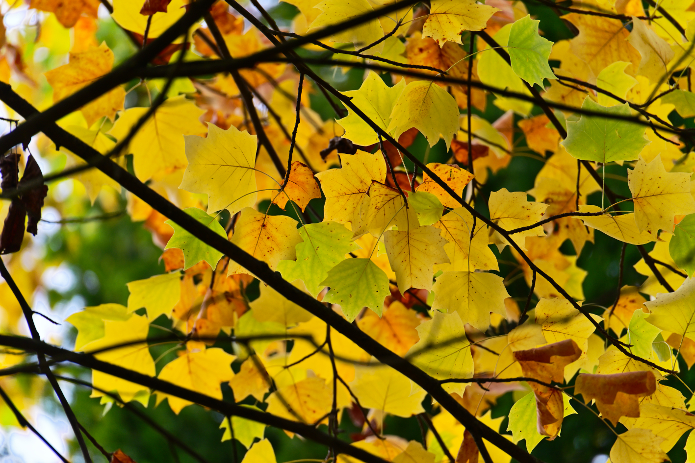 Autumn