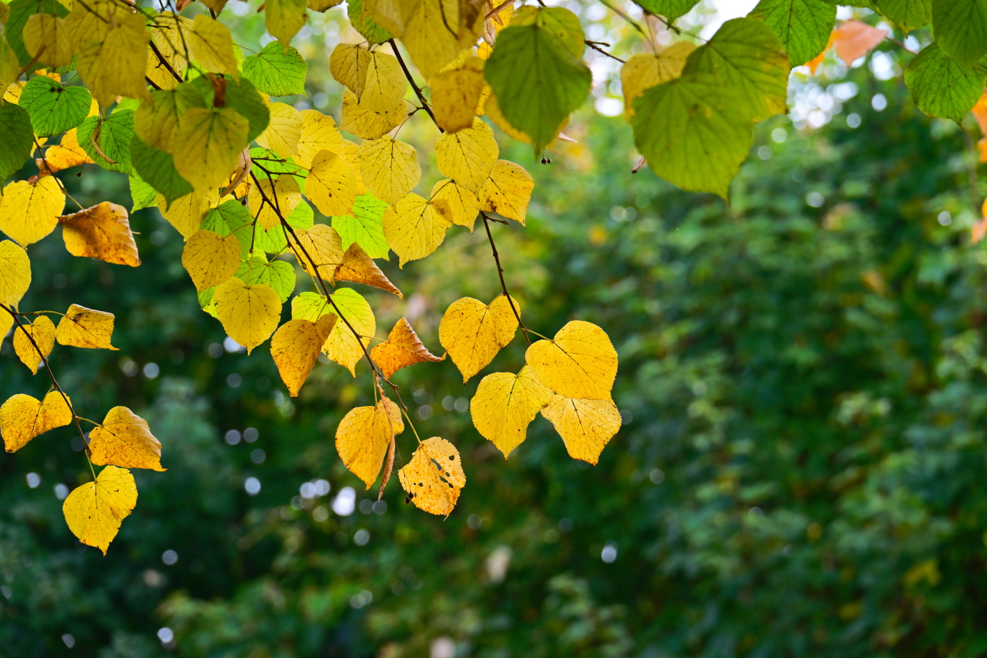 Autumn