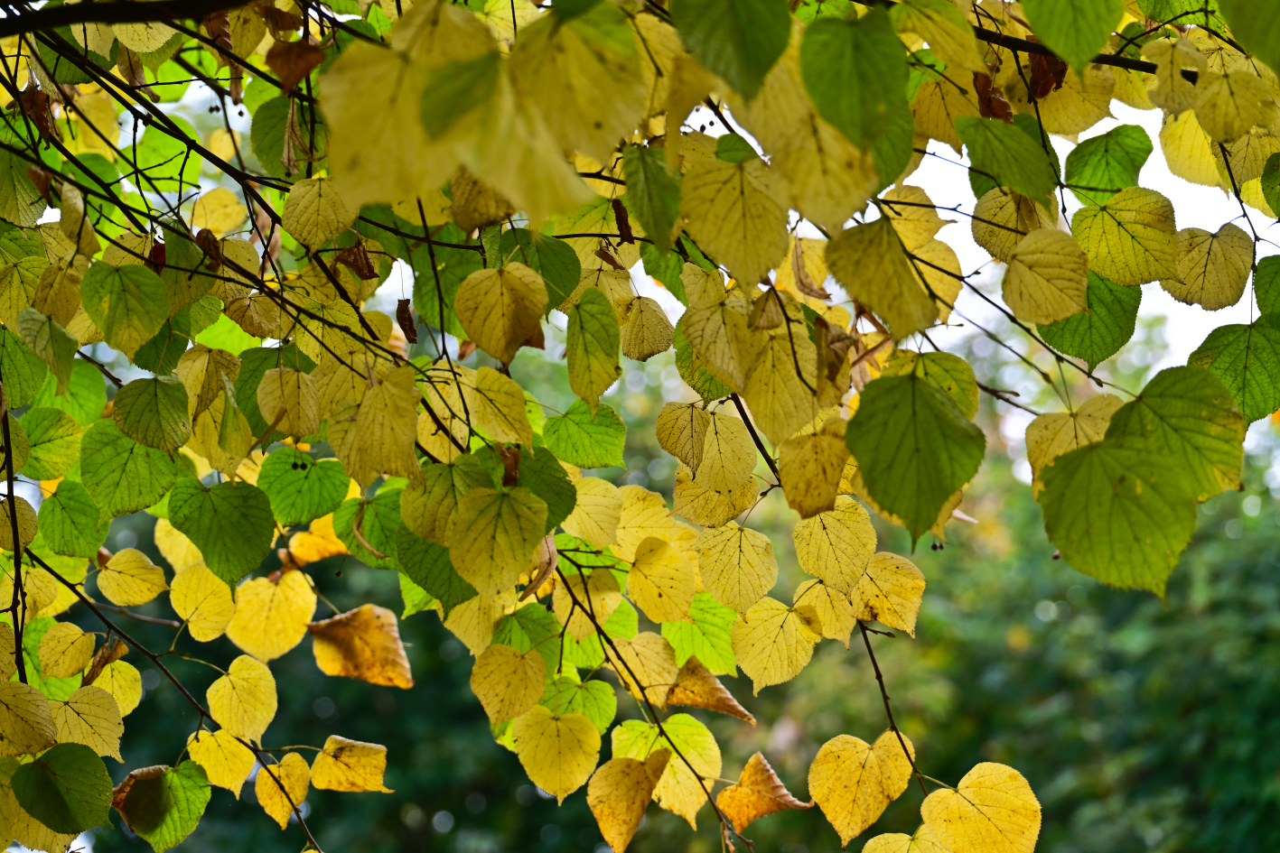 Autumn