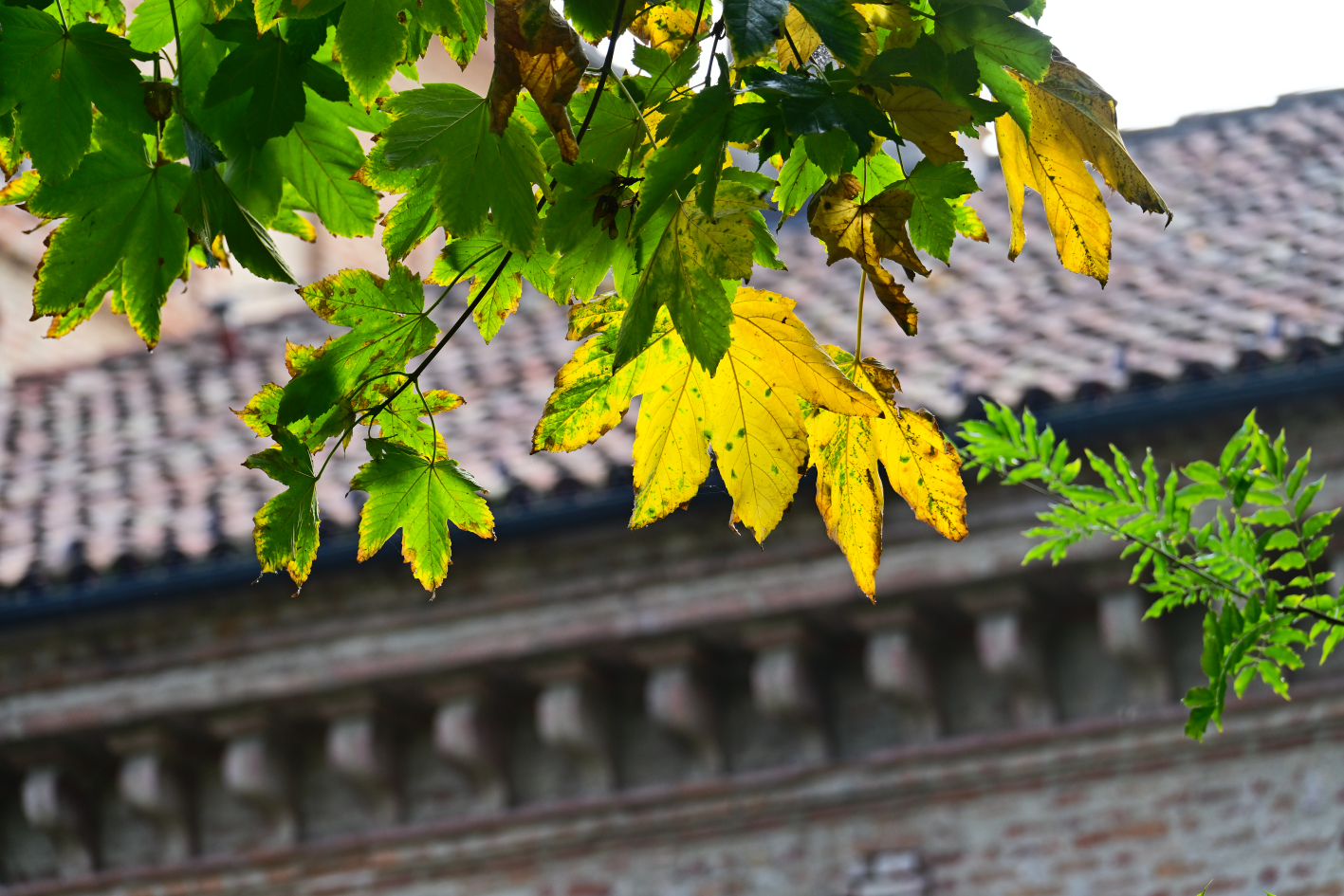 Autumn