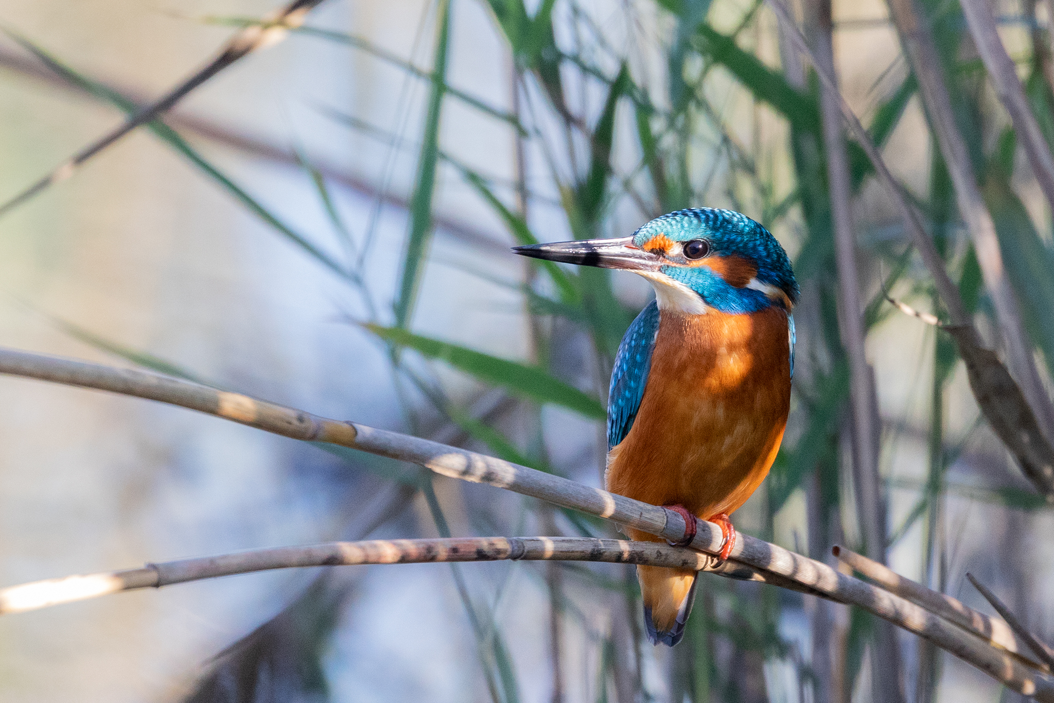 Kingfisher in the sun
