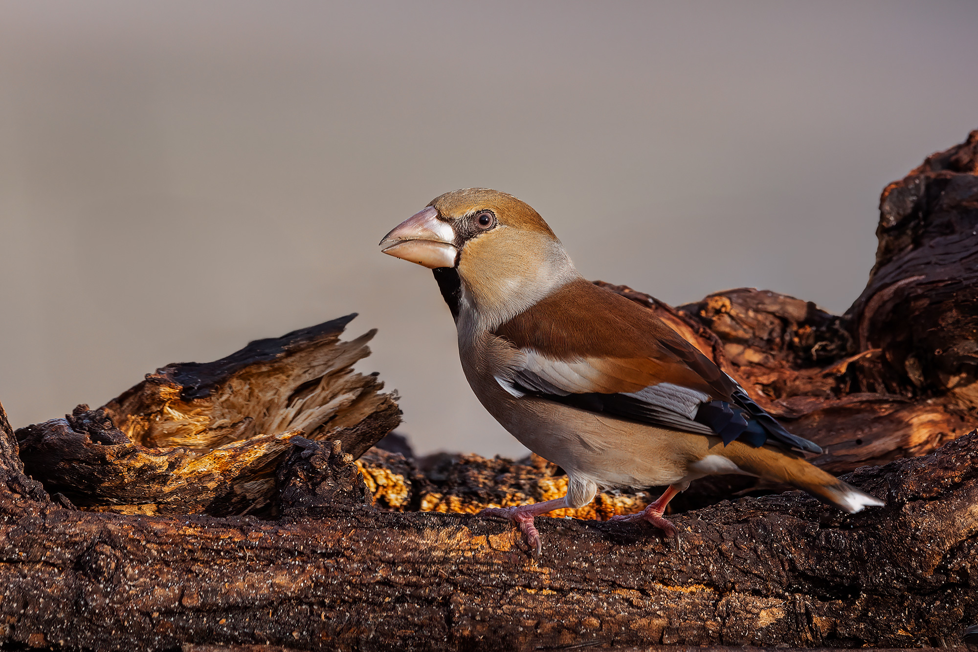 Hawfinch