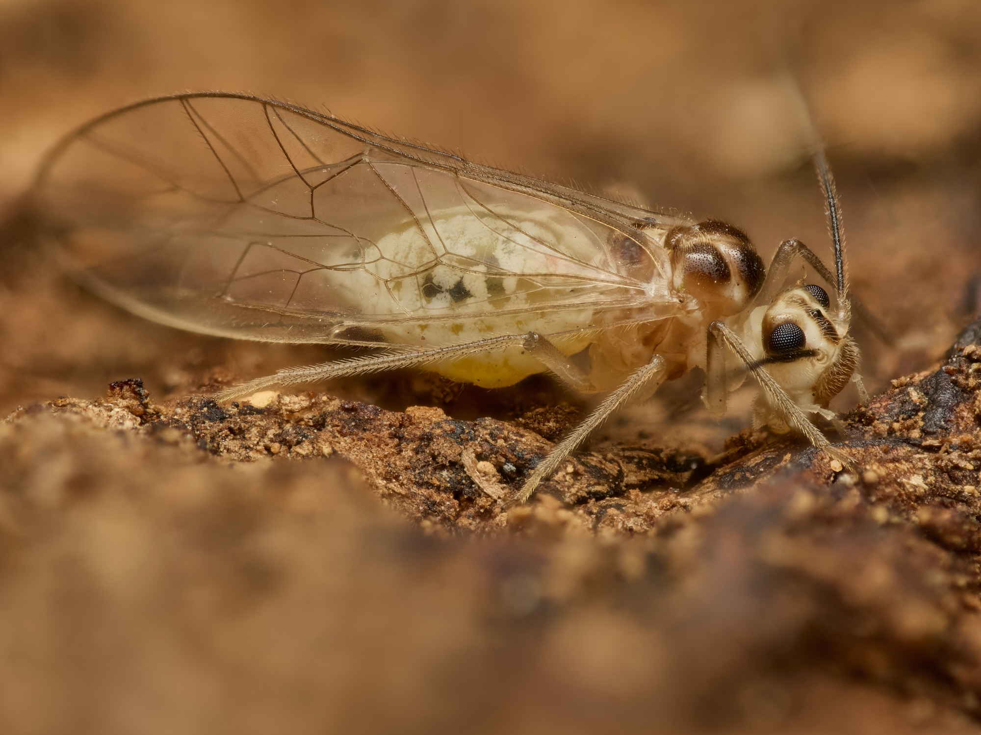 Stenopsocus sp.