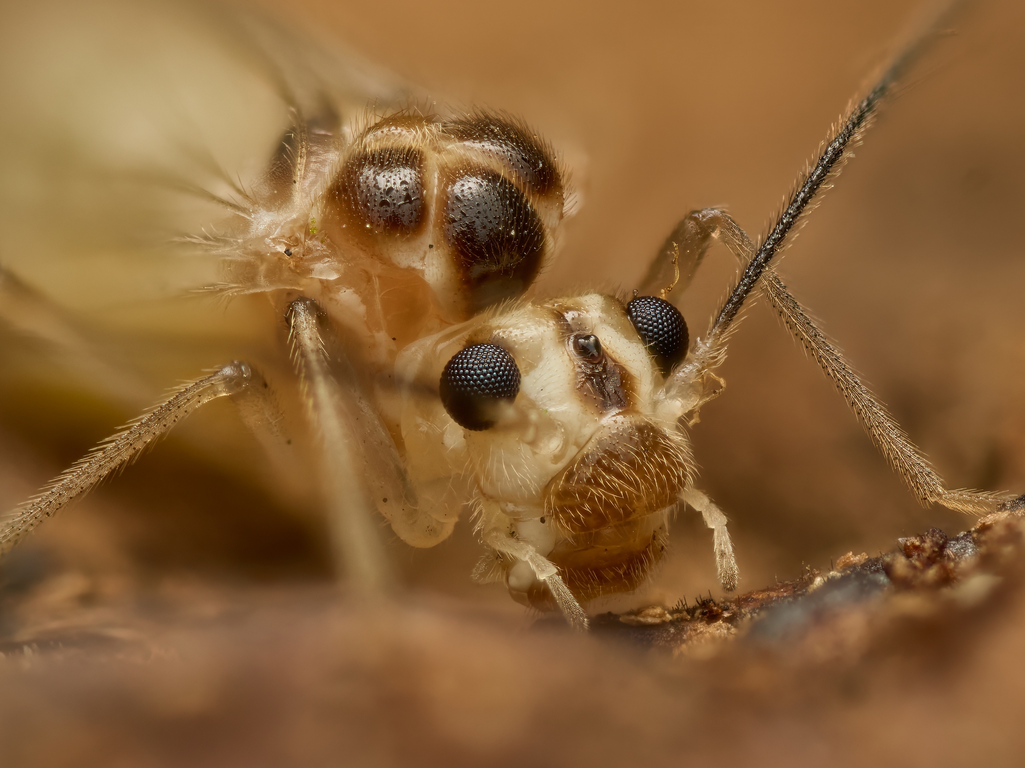 Stenopsocus sp.