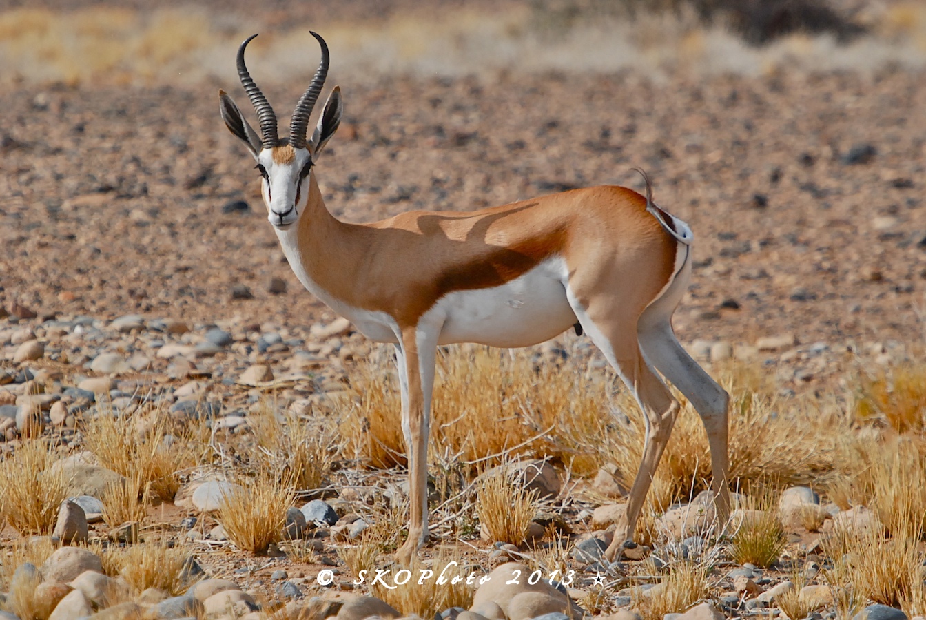 Springbok.