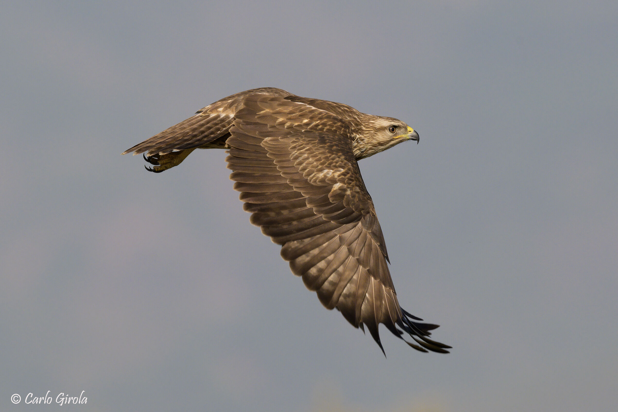 Poiana (Buteo buteo)