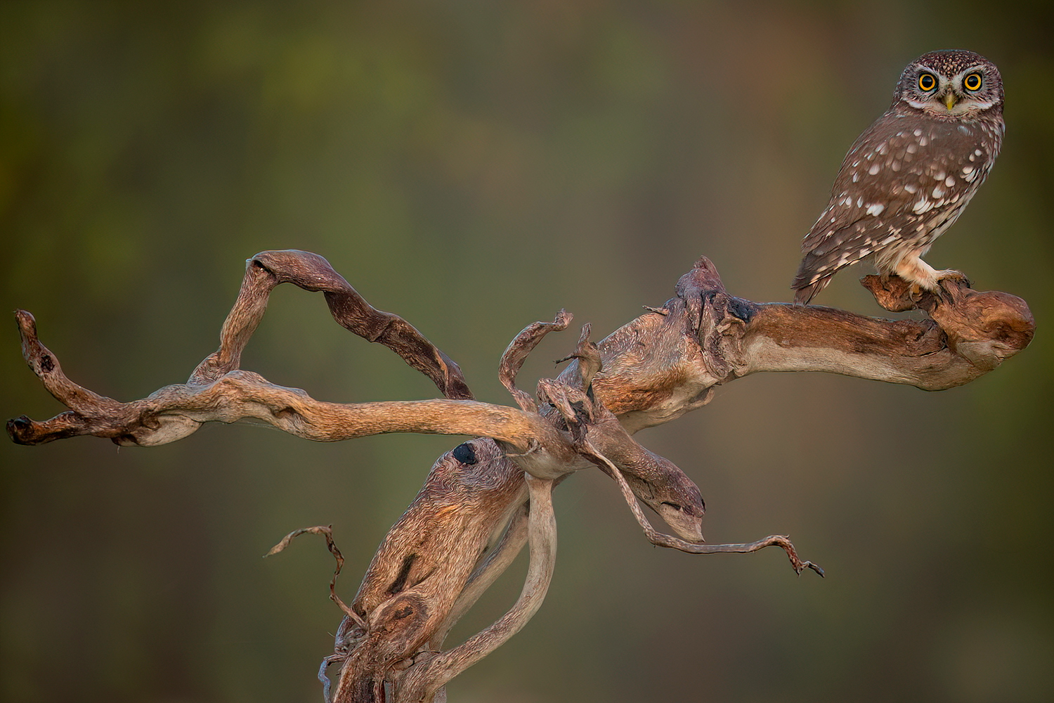 owl