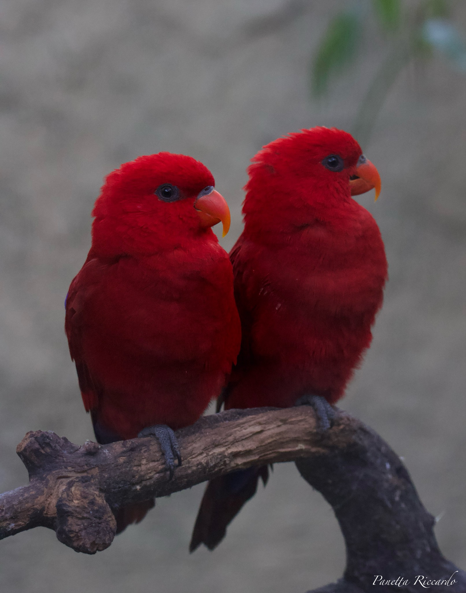 La coppia di Lori Rosso