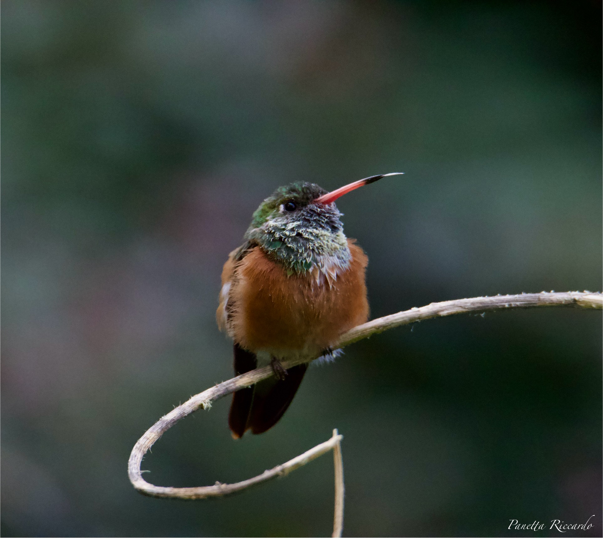 Colibrì
