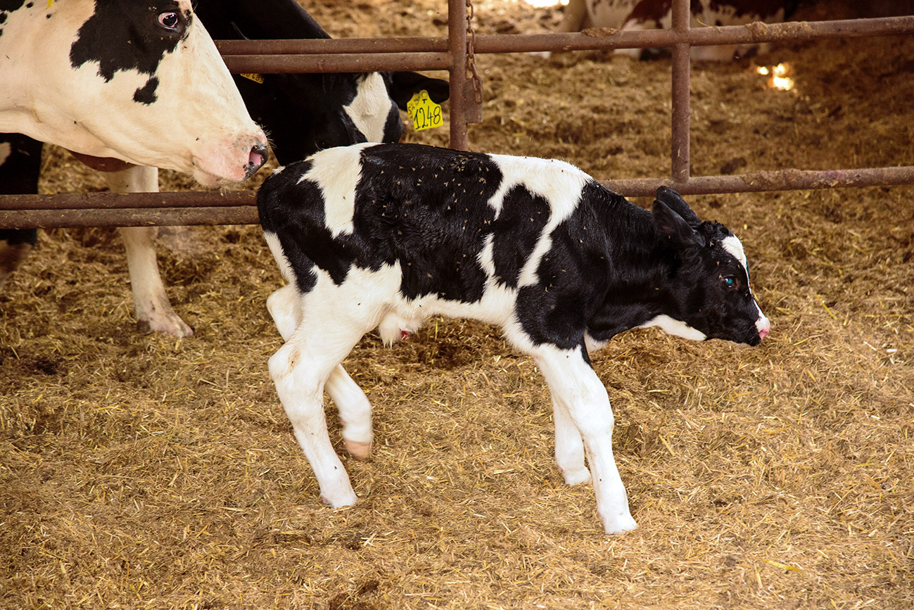 Calf