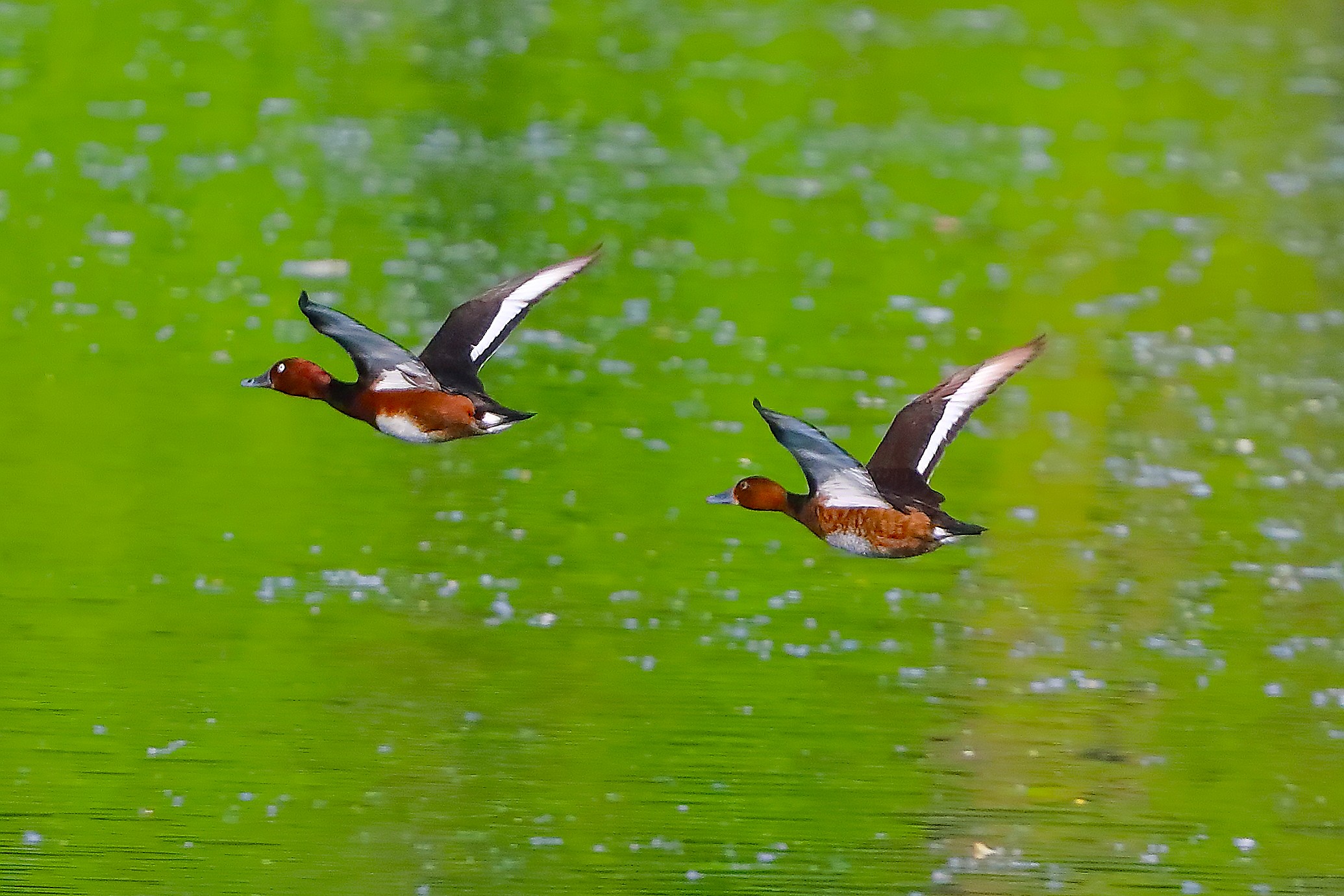 Morette T 15 maggio 2025 - 0173