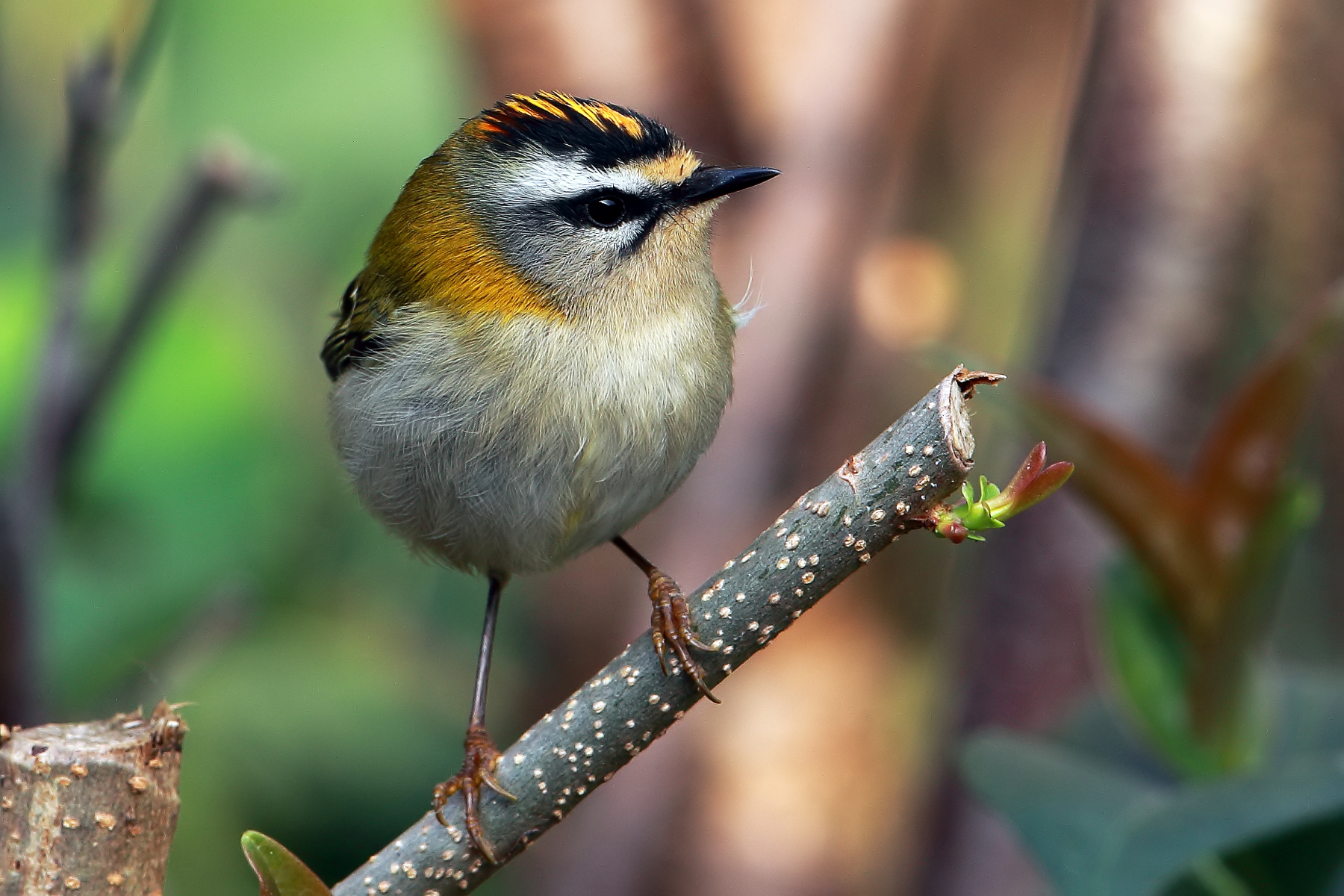 Firecrest...