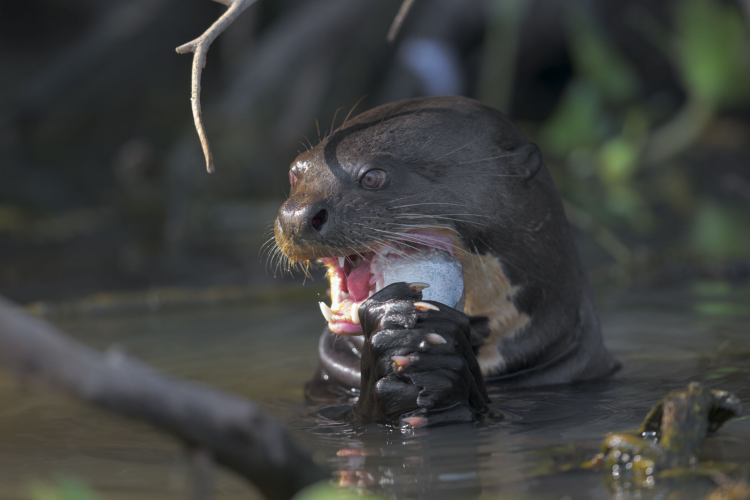 Lontra gigante in caccia