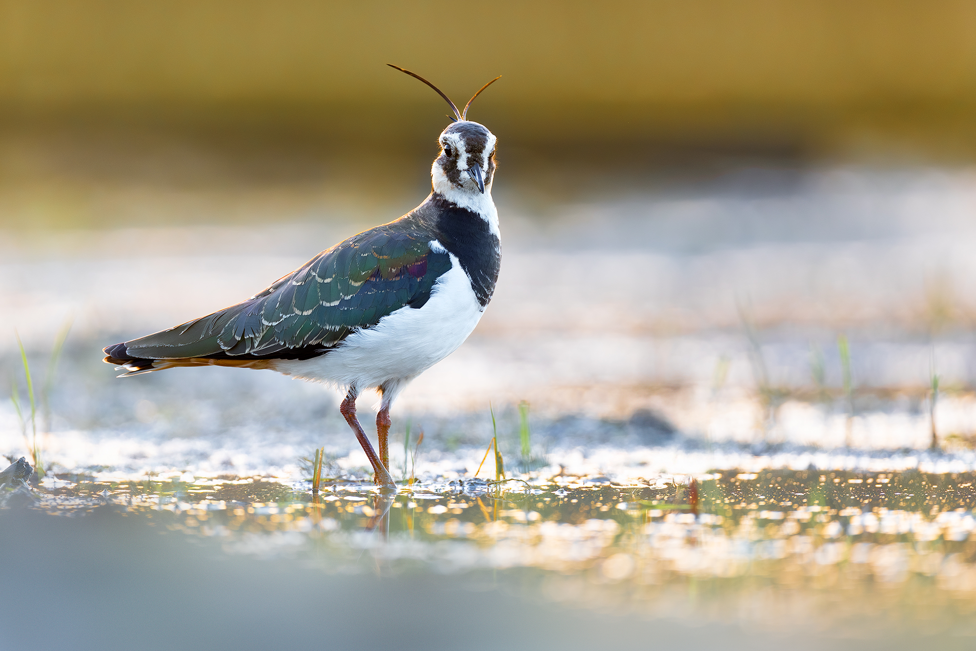 Lapwing