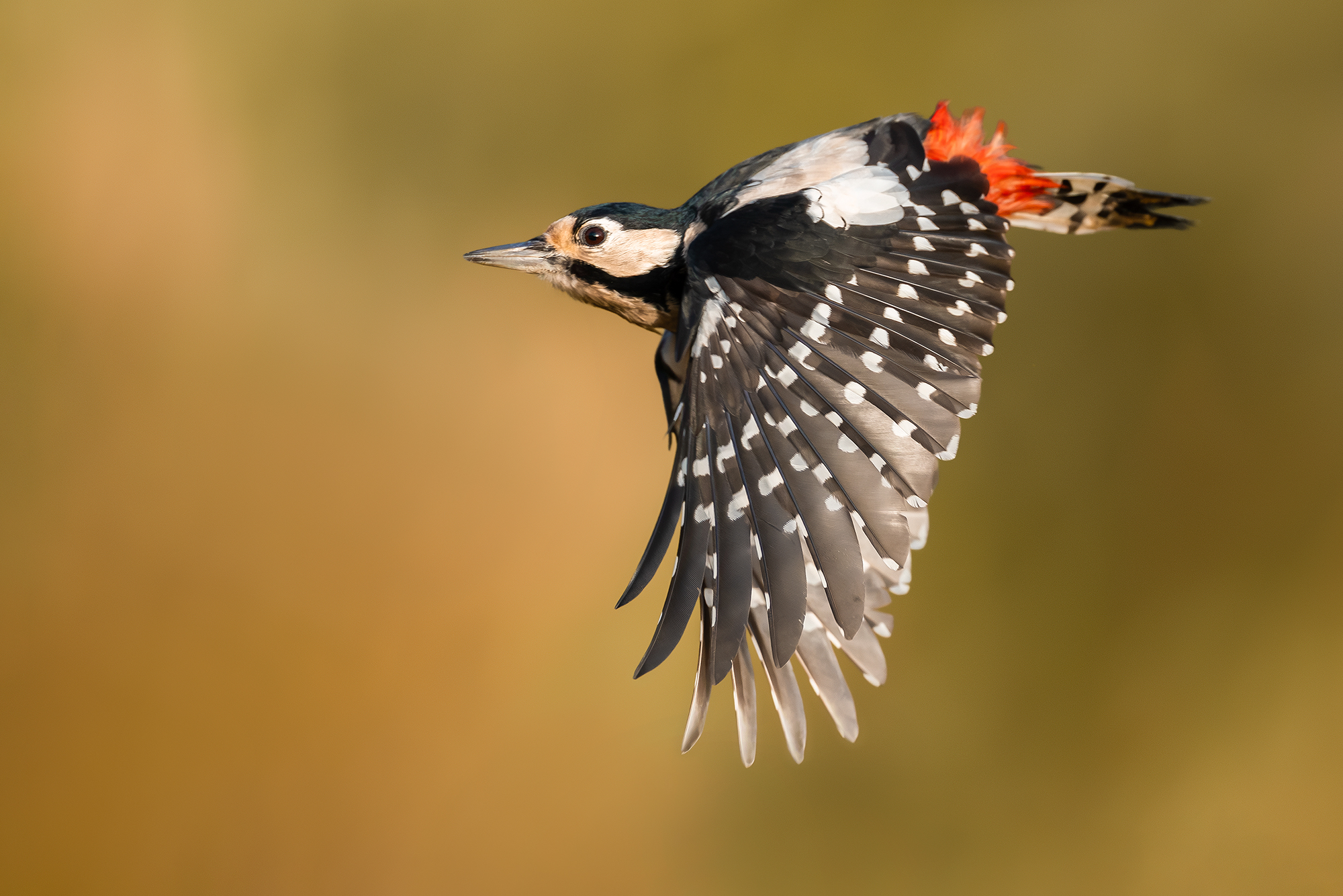 Great Spotted Woodpecker