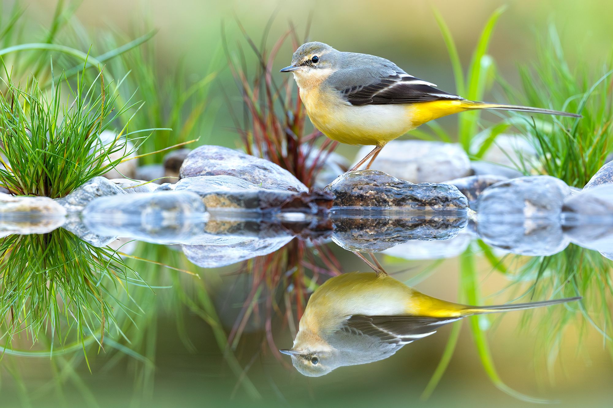 Grey wagtail