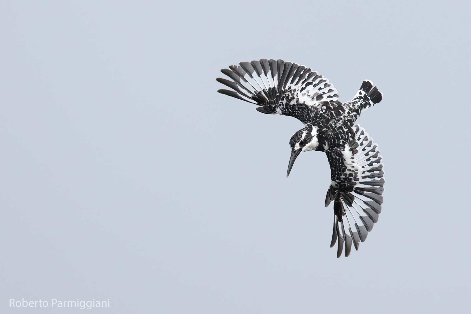 Martin pescatore bianco e nero