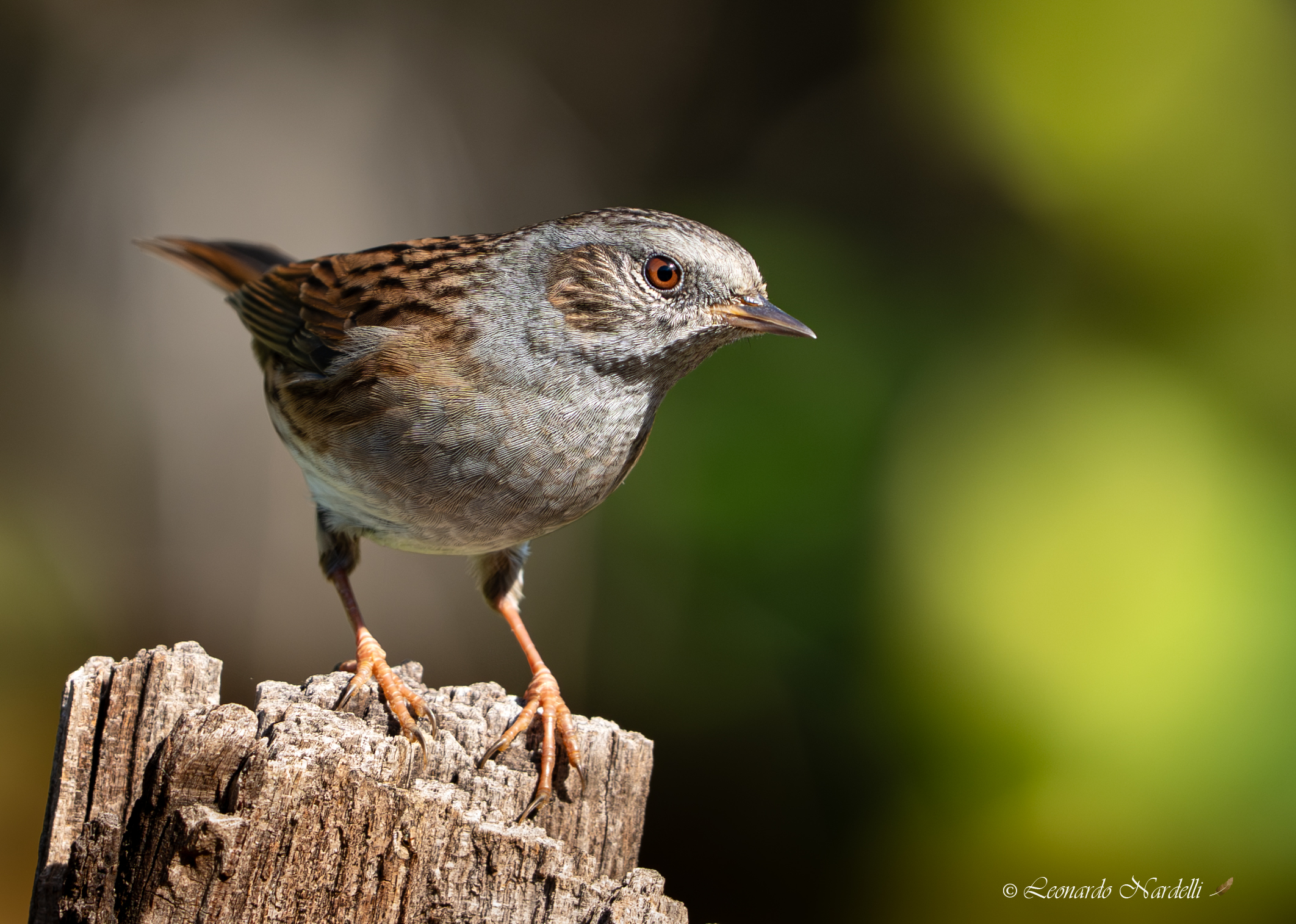 Passera scopaiola (Prunella Modularis)