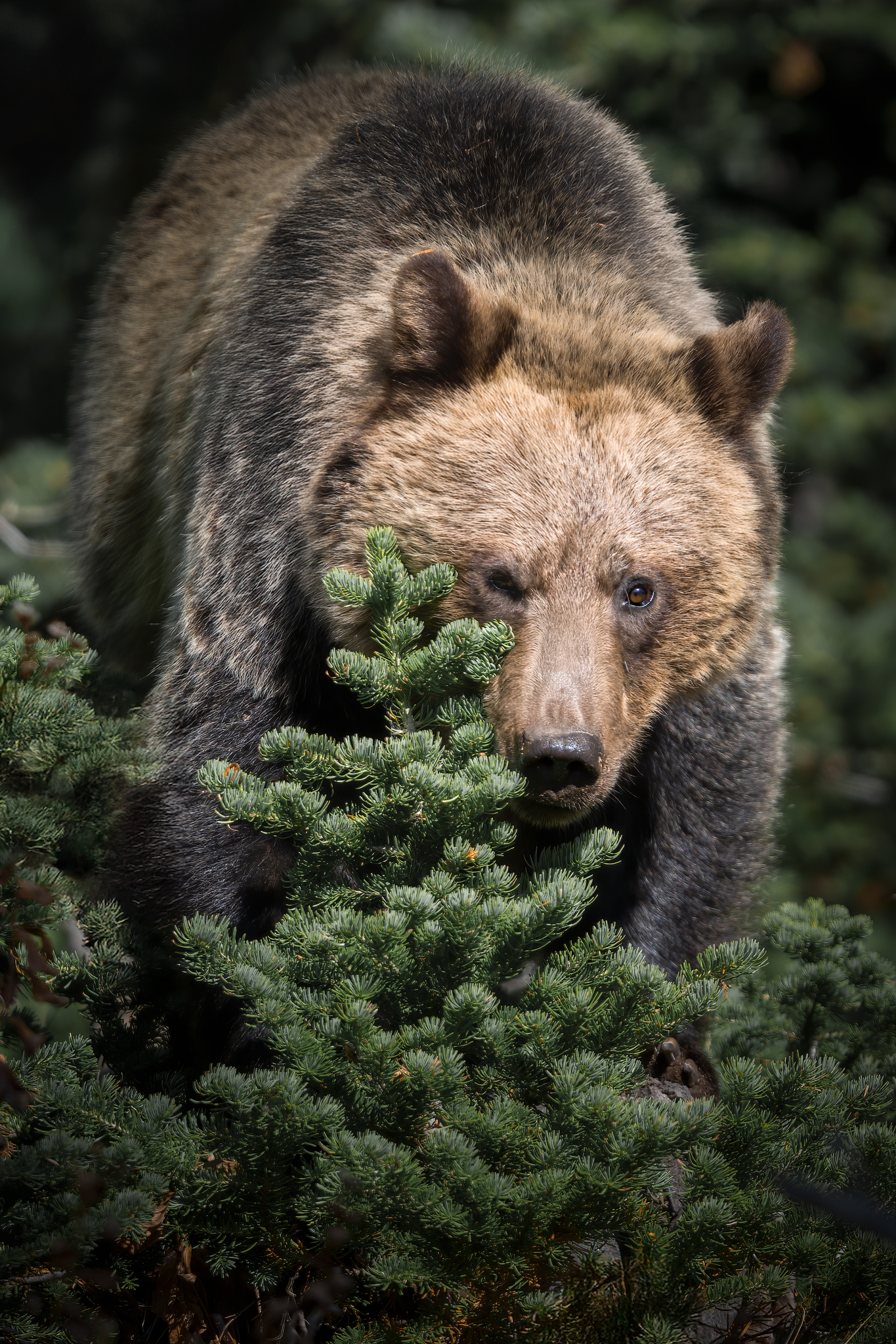 Grizzly bear
