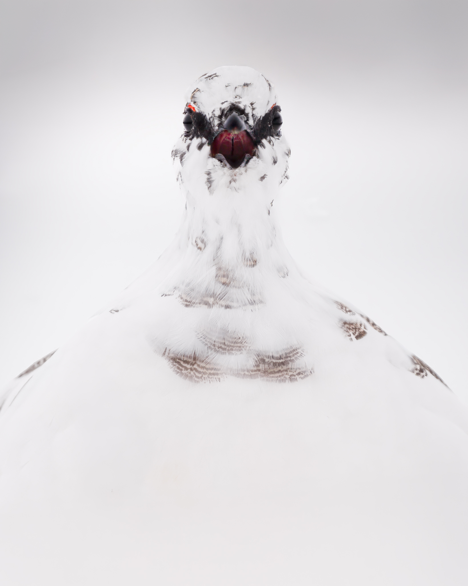 Ptarmigan