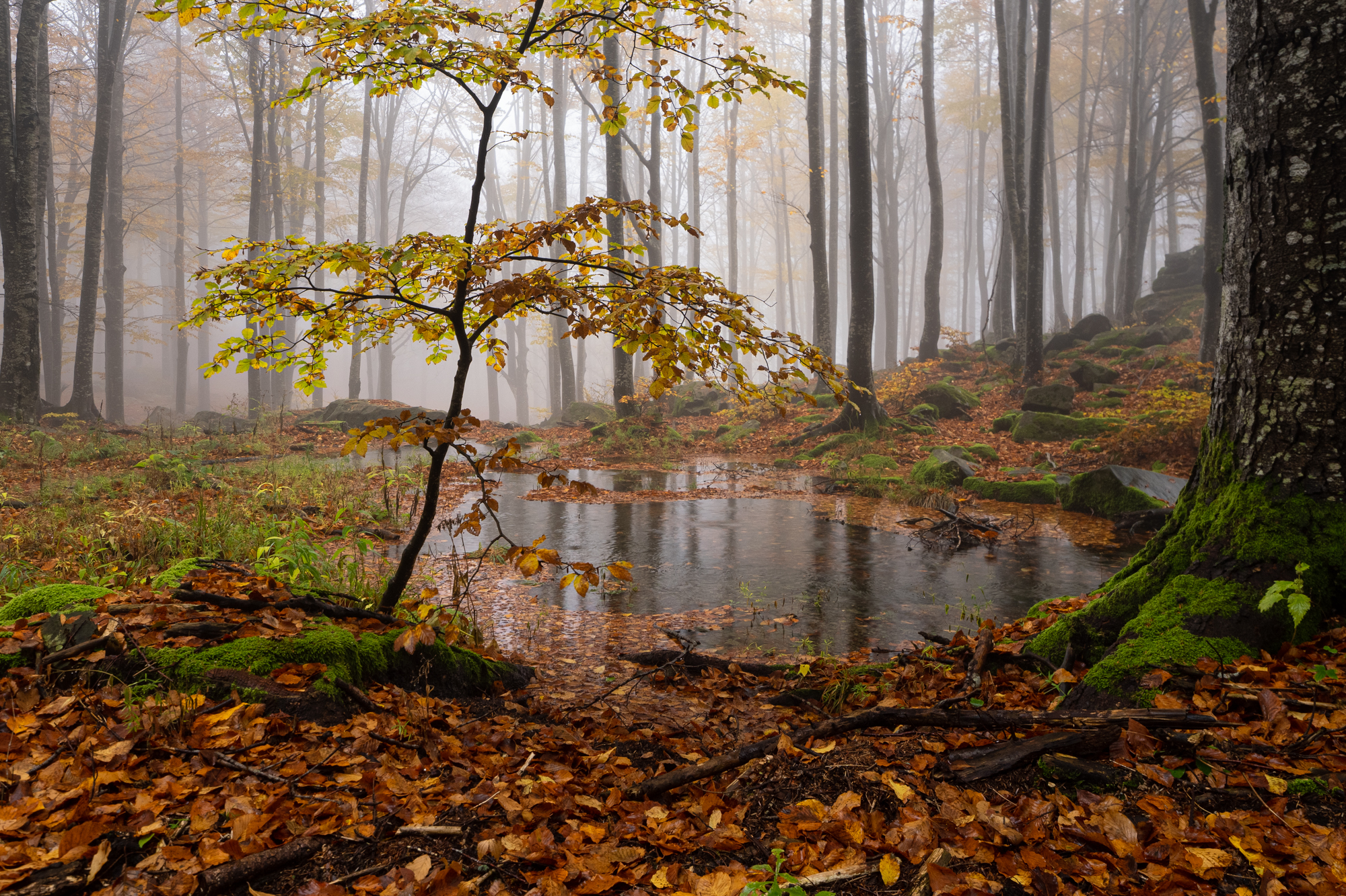 La magia del sottobosco