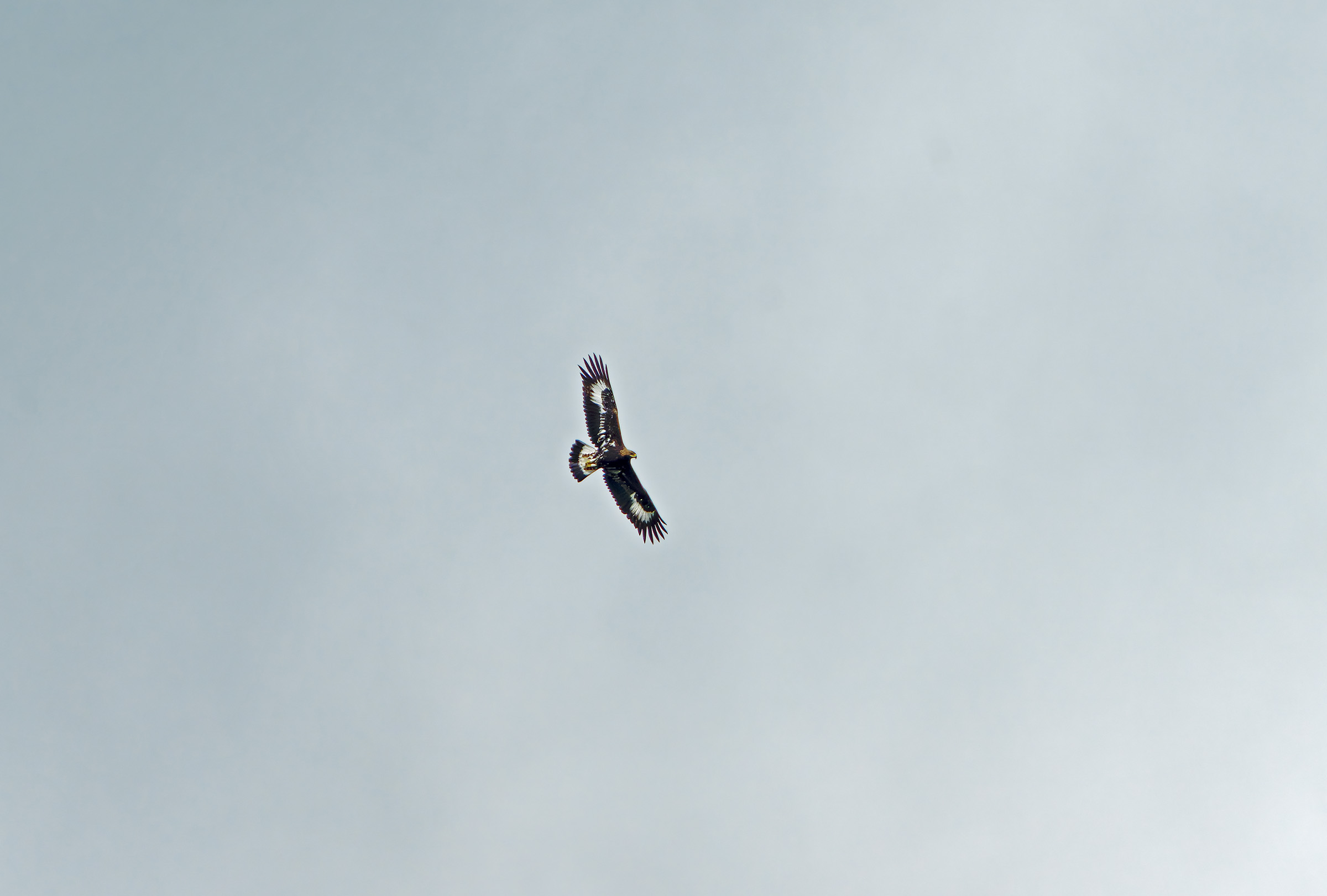 Giovane Aquila reale dell' Appennino Centrale
