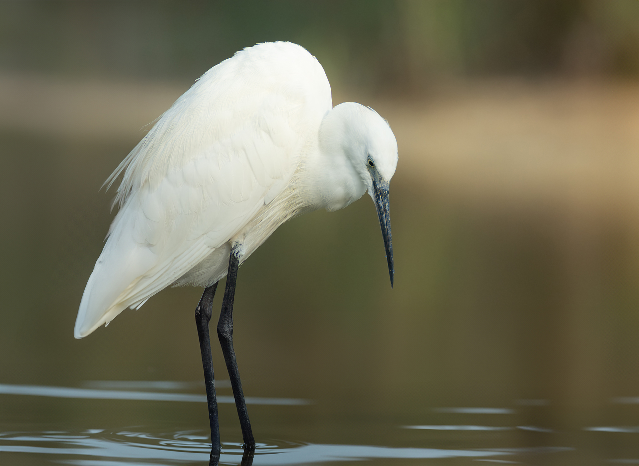 Egret