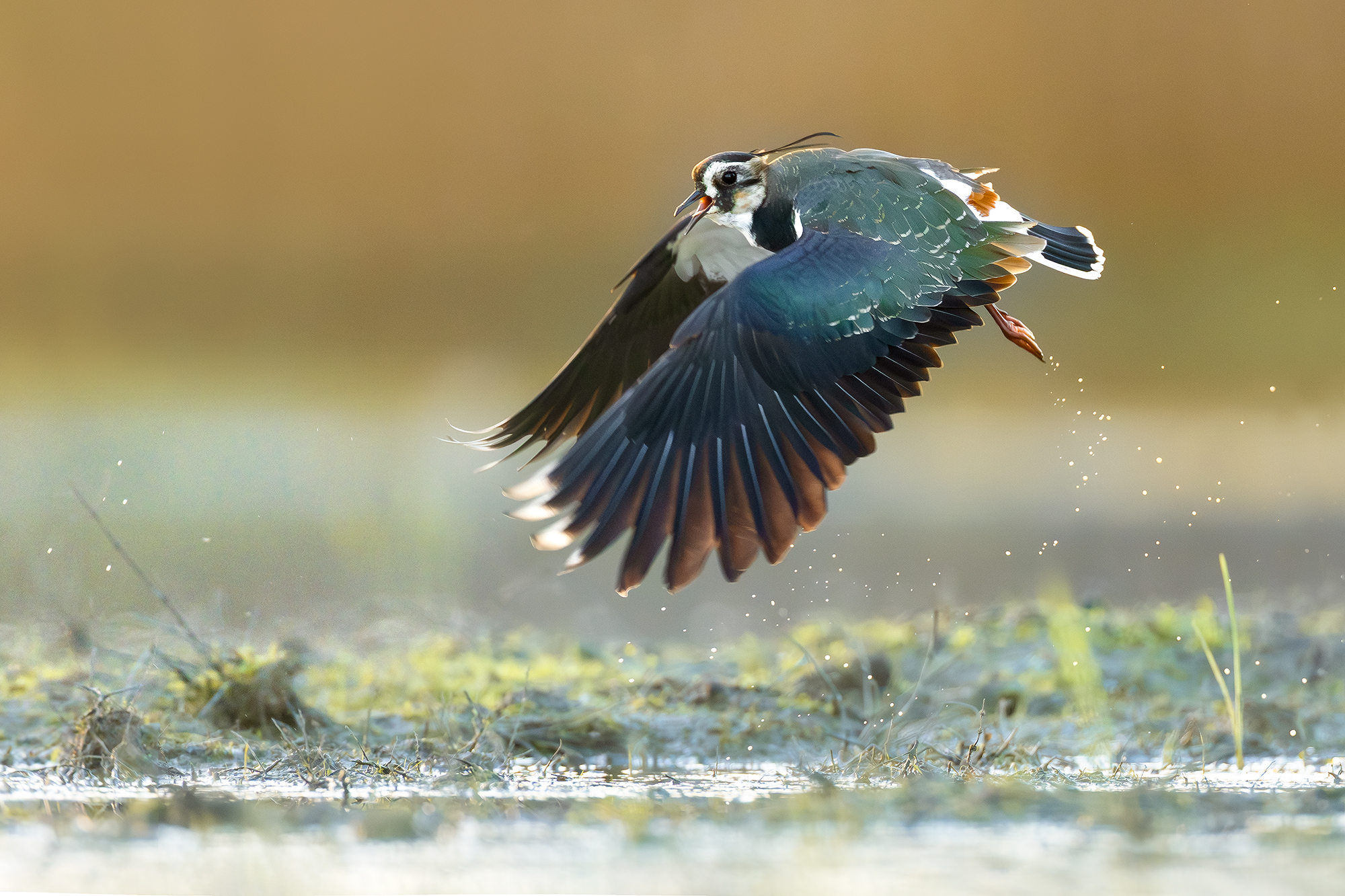 Lapwing
