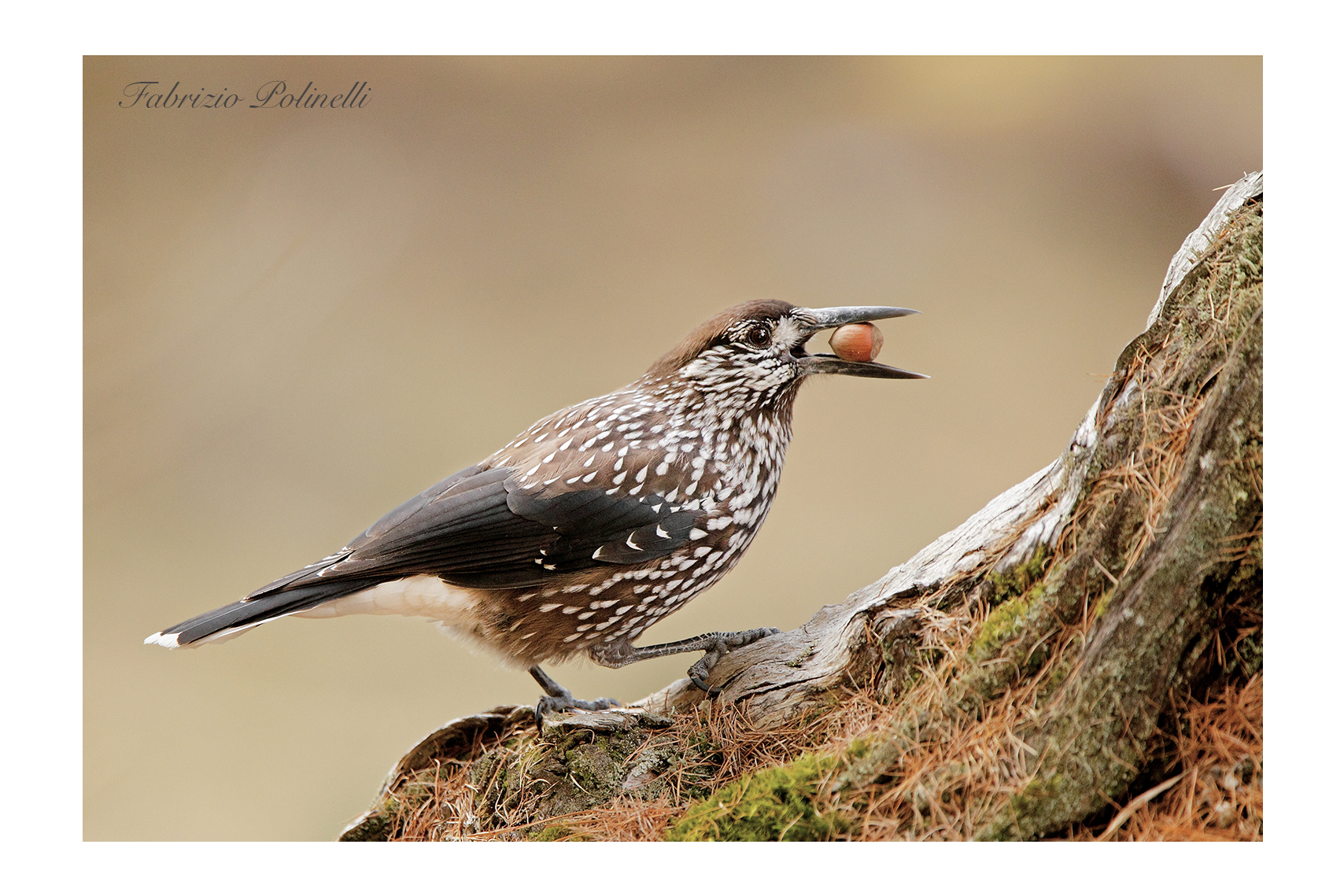 Spotted nutcracker