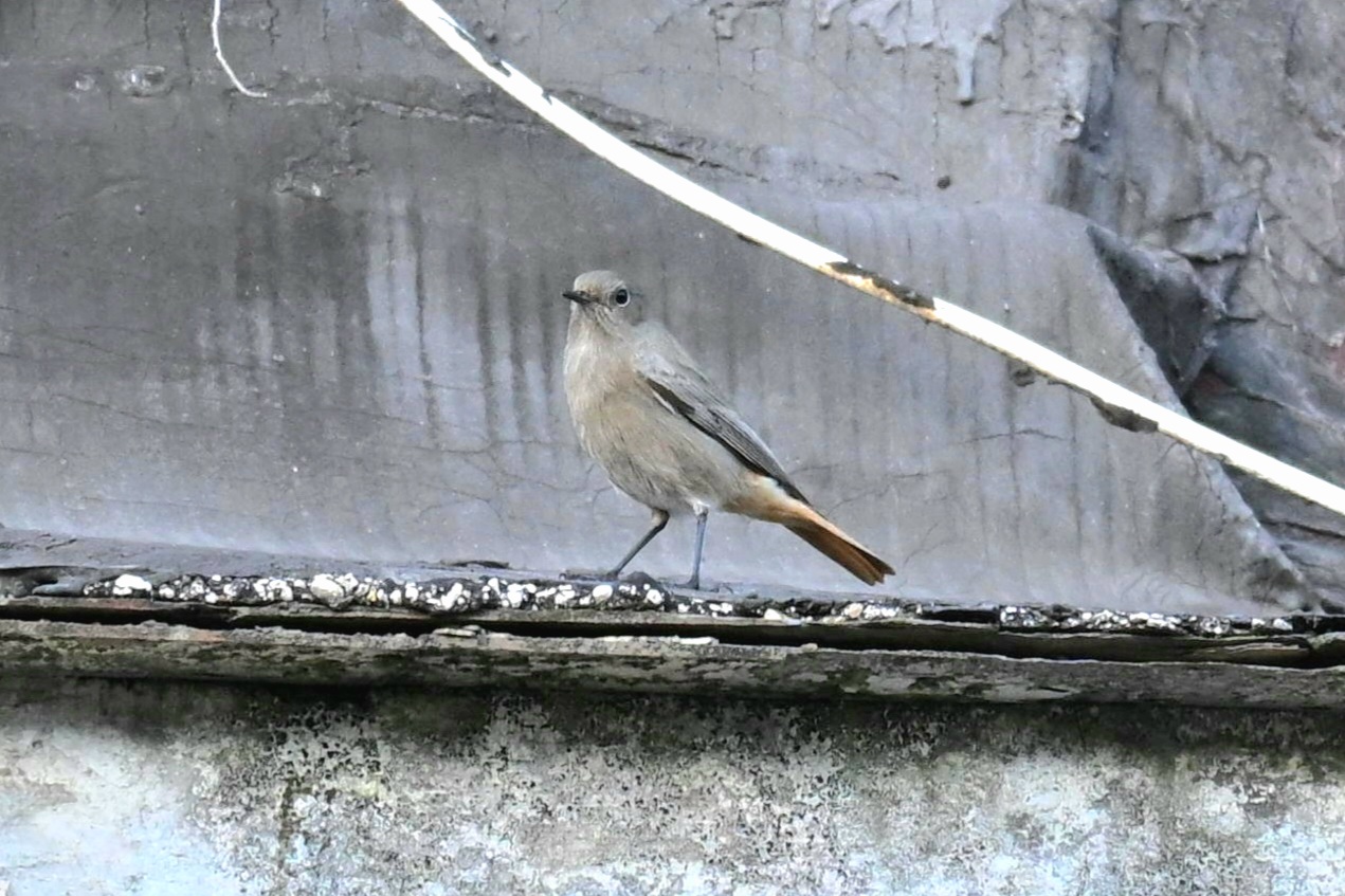 Codirosso spazzacamino