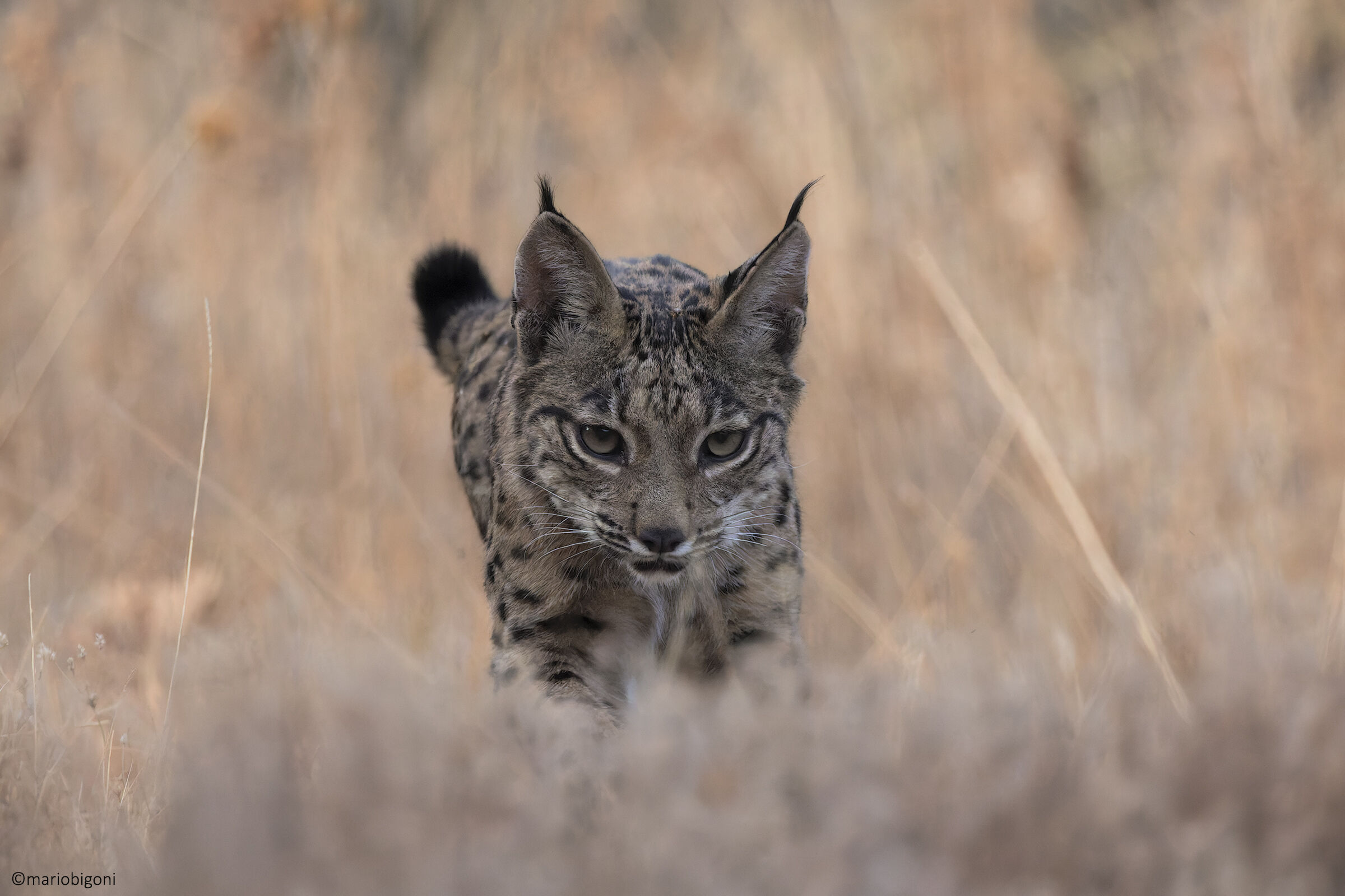 Giovane Lince pardina