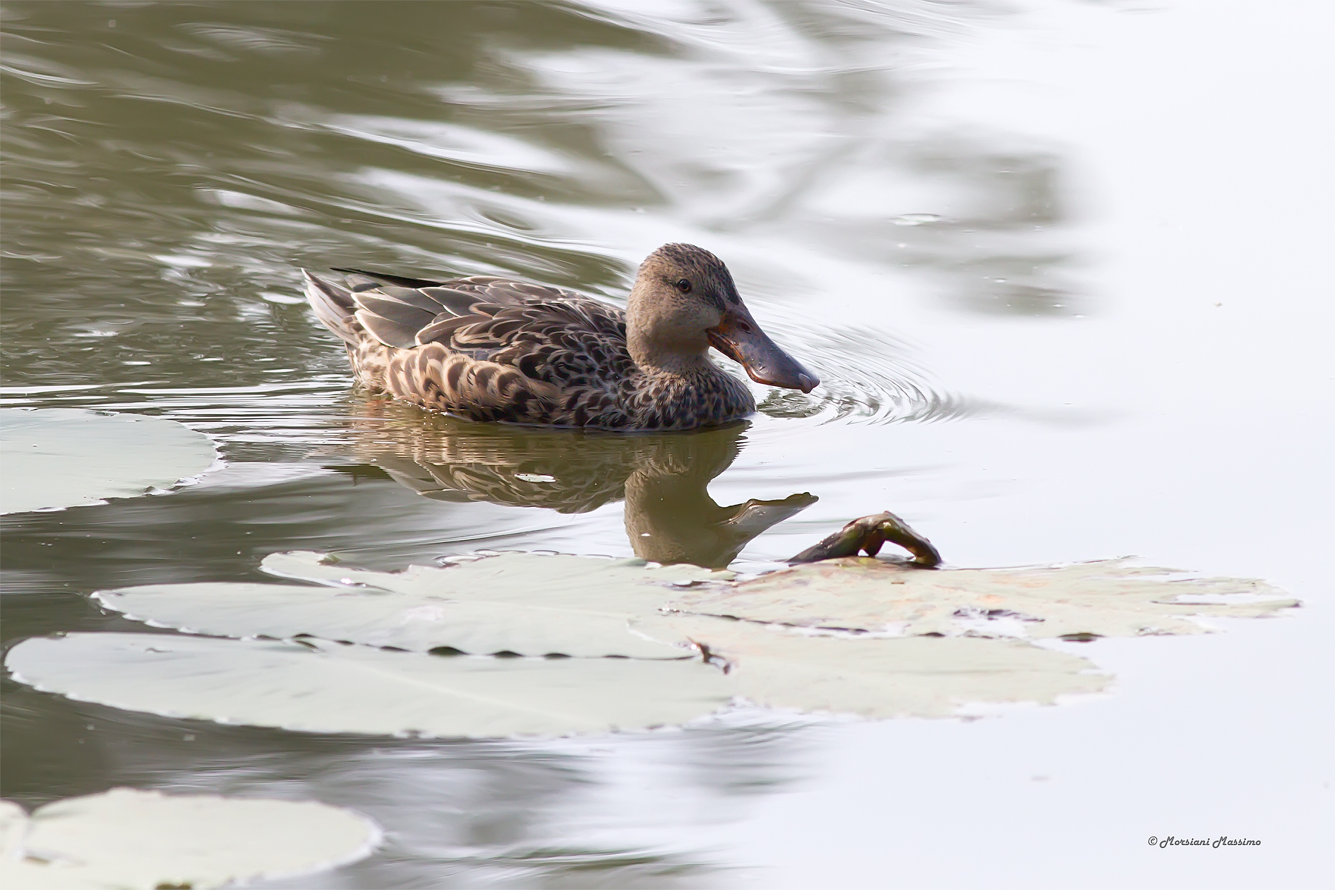 Mestolone (Anas Clypeata)