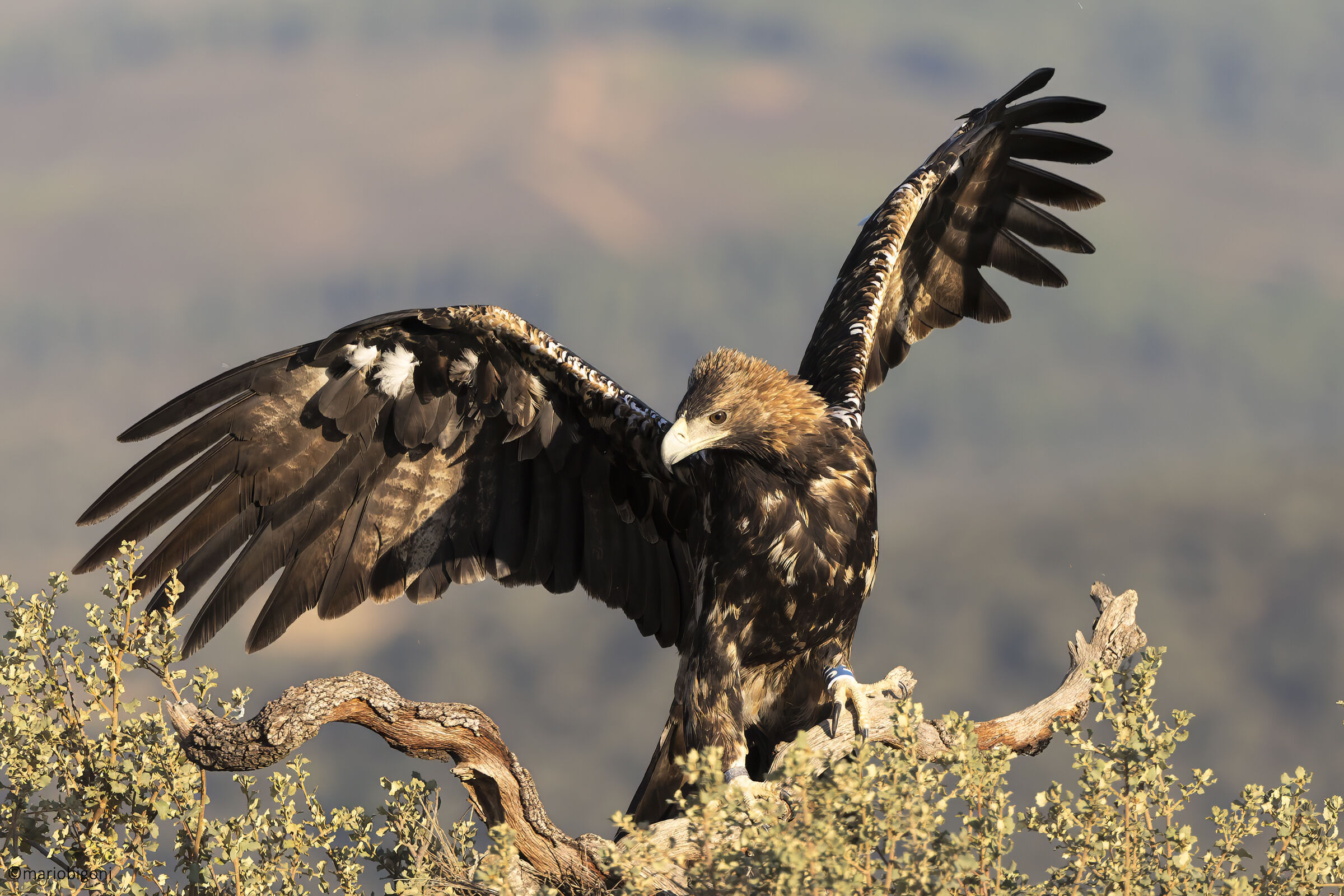 Imperial eagle