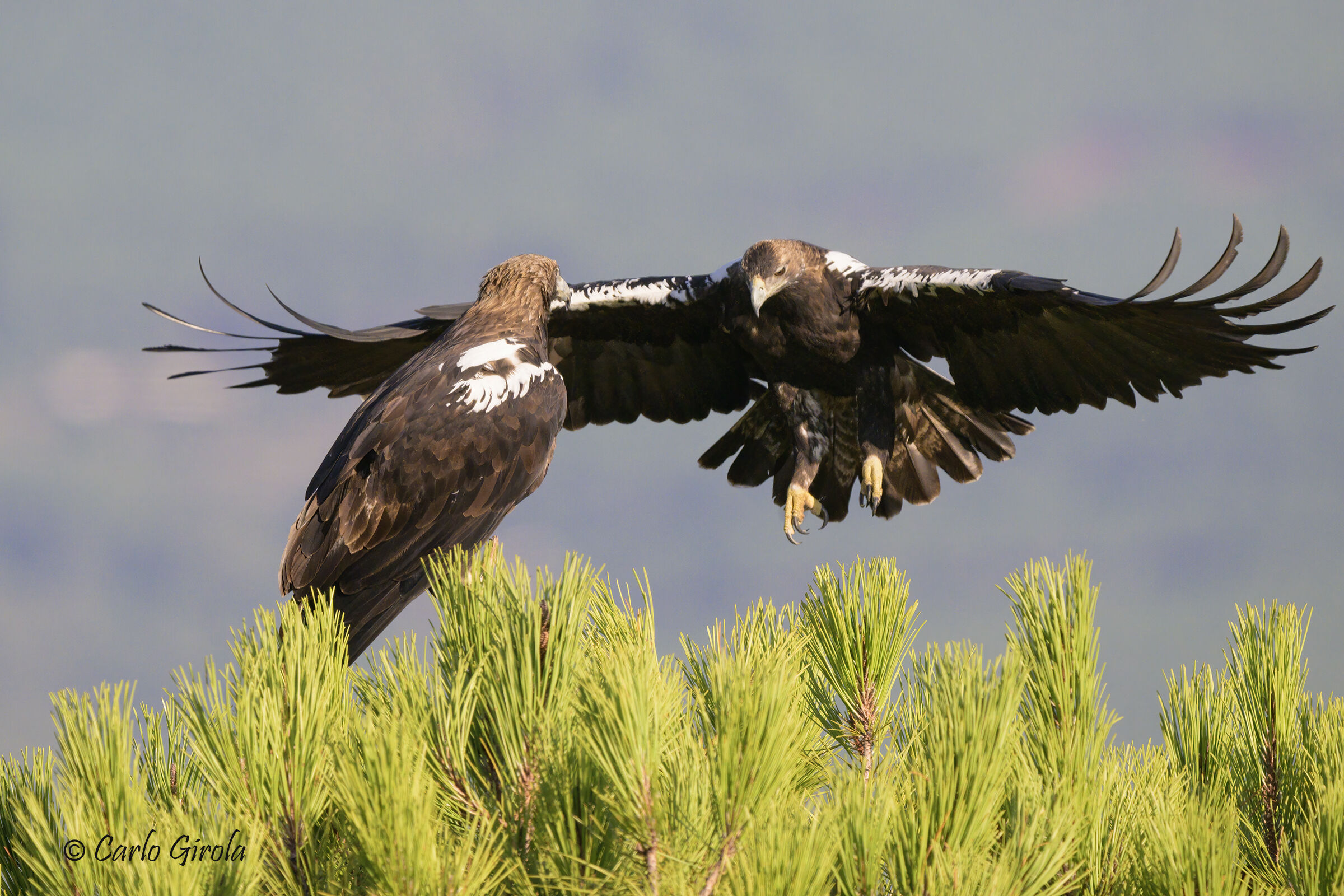 Imperial eagle (Aquila adalberti)