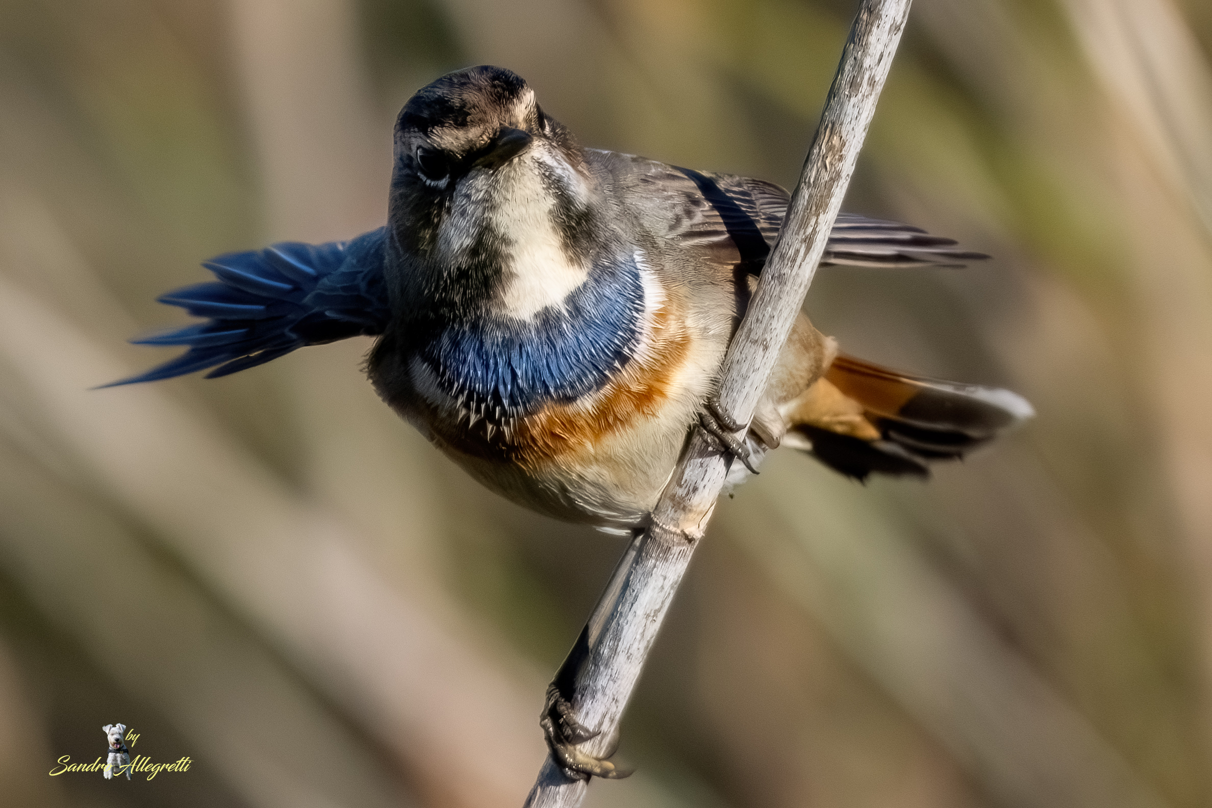 Il pettazzurro (Luscinia svecica)