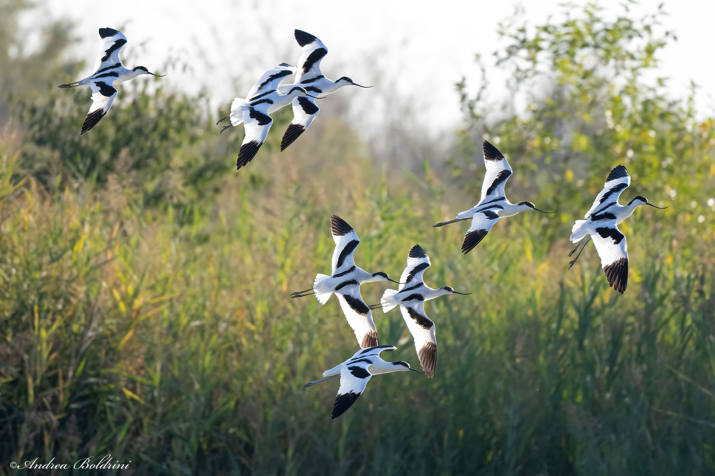Avocette