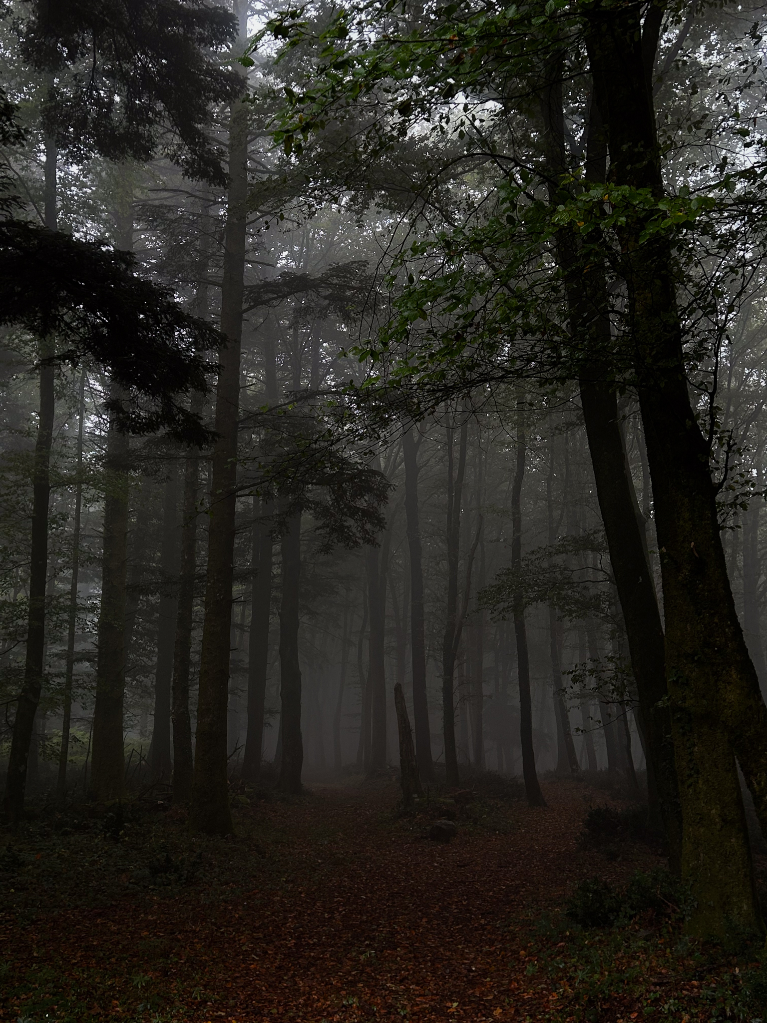 Whispers in the Woods