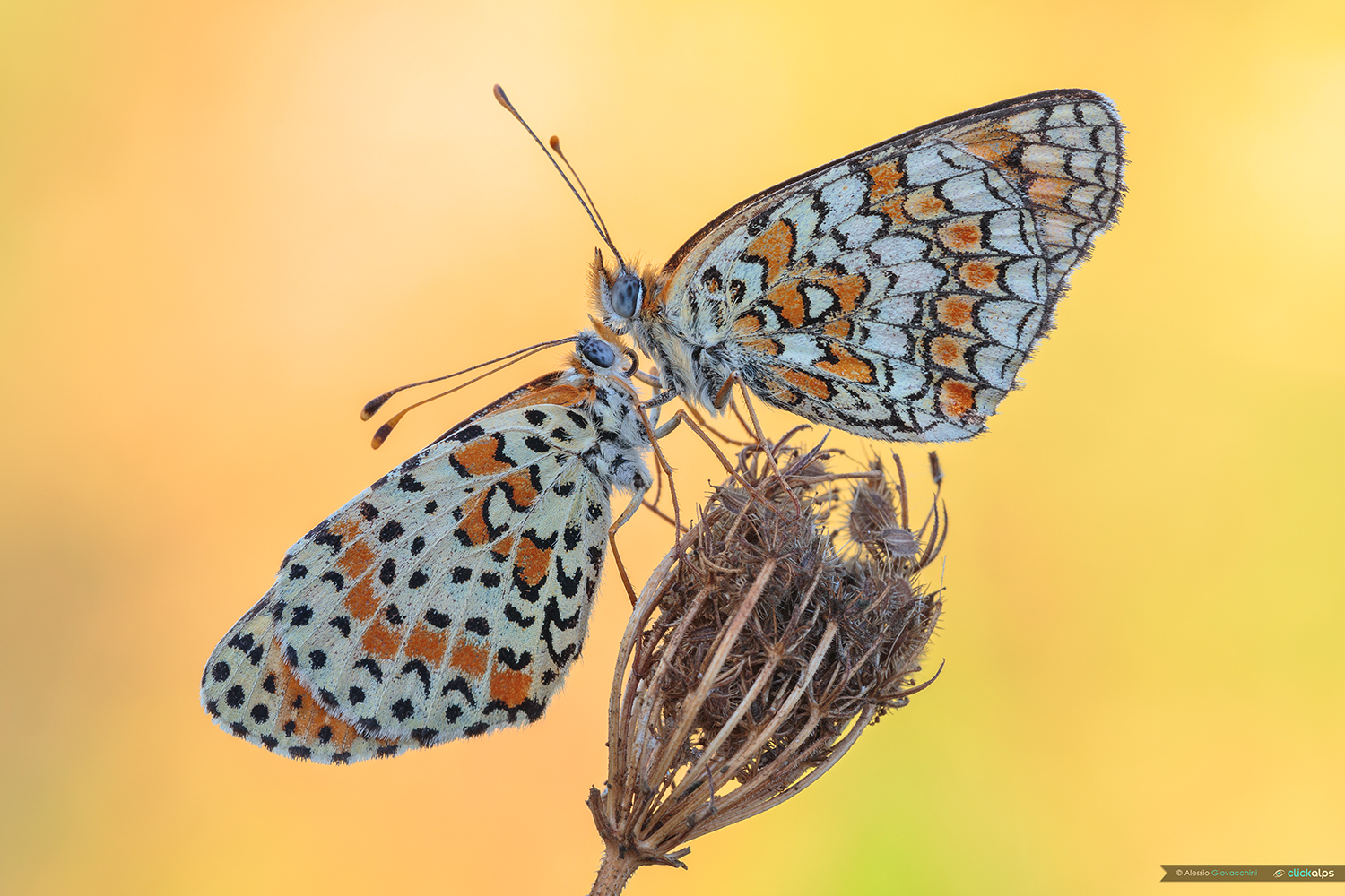 Viscini viscini (Melitaea didyma, Melitaea phoebe)