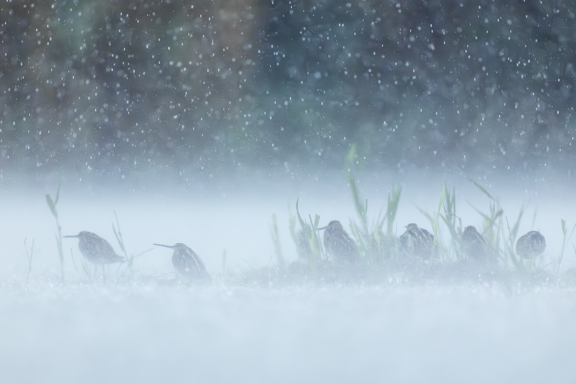 Snipes under the flood