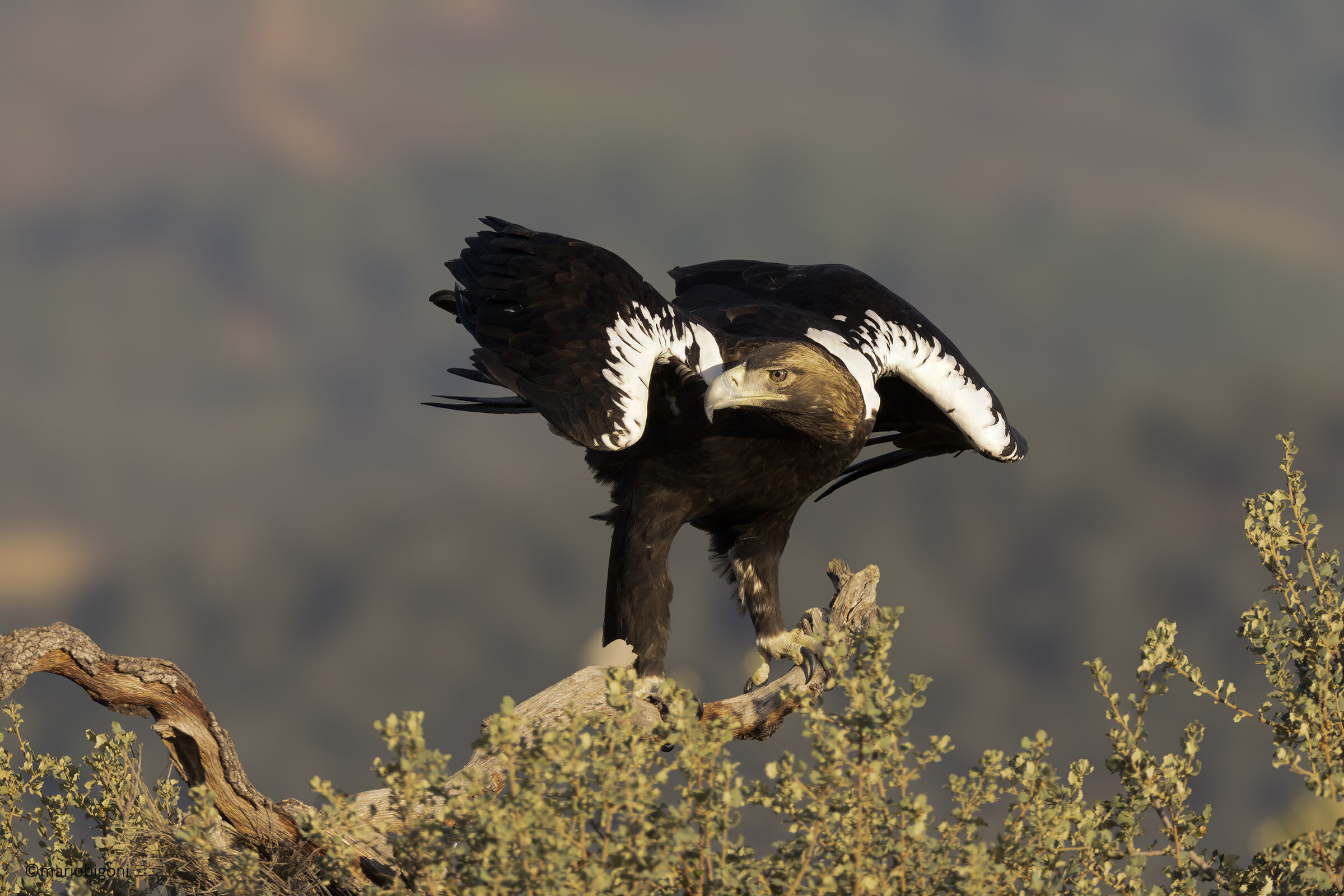 Imperial eagle