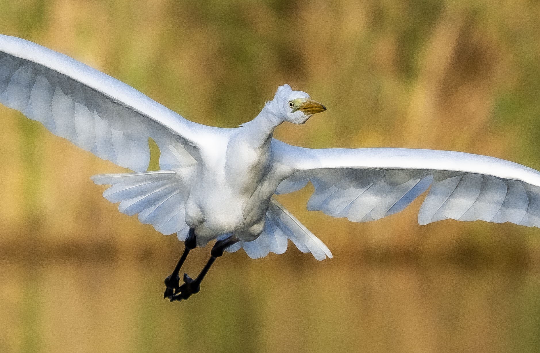 Airone Bianco Maggiore