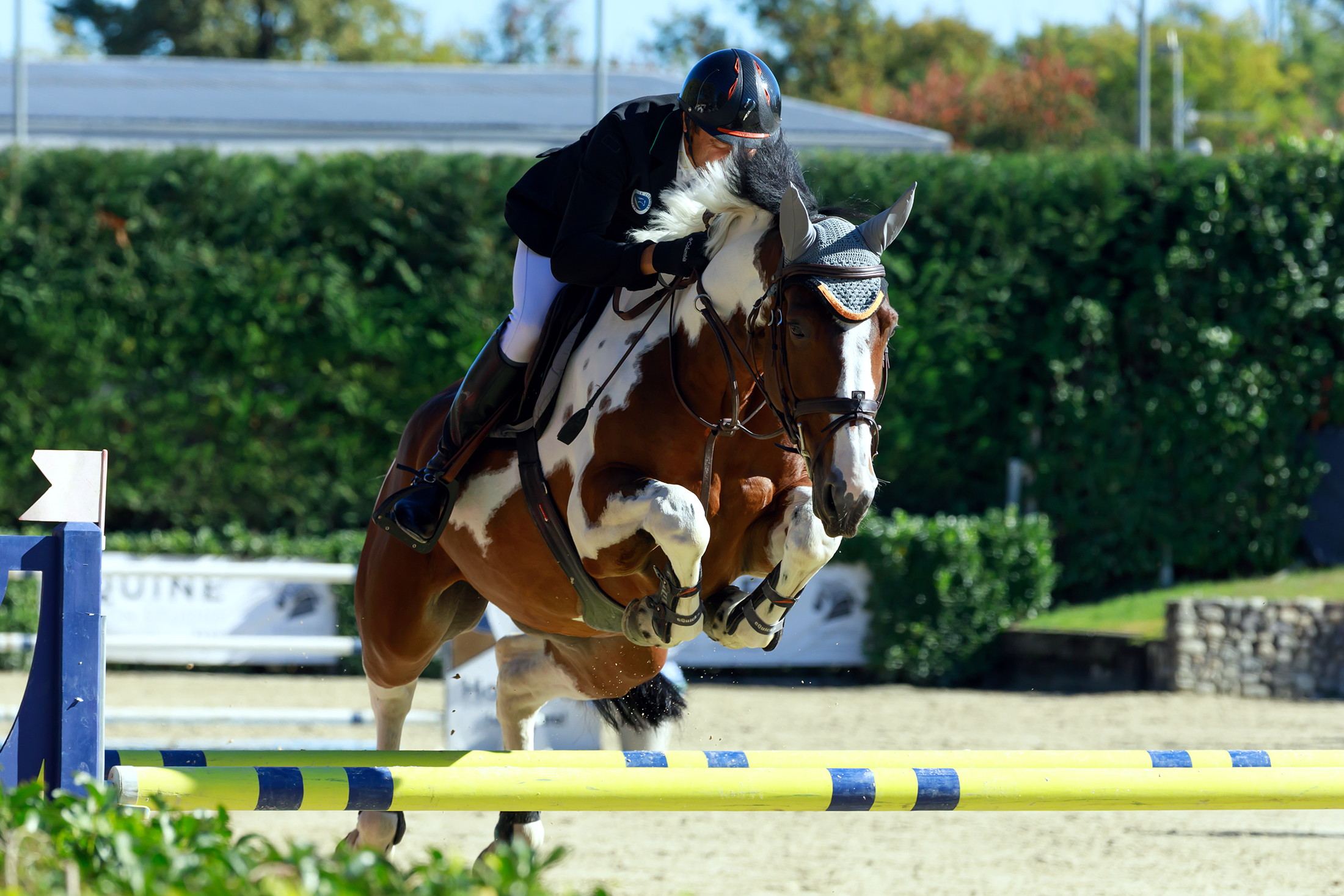 Un bel cavallo pezzato