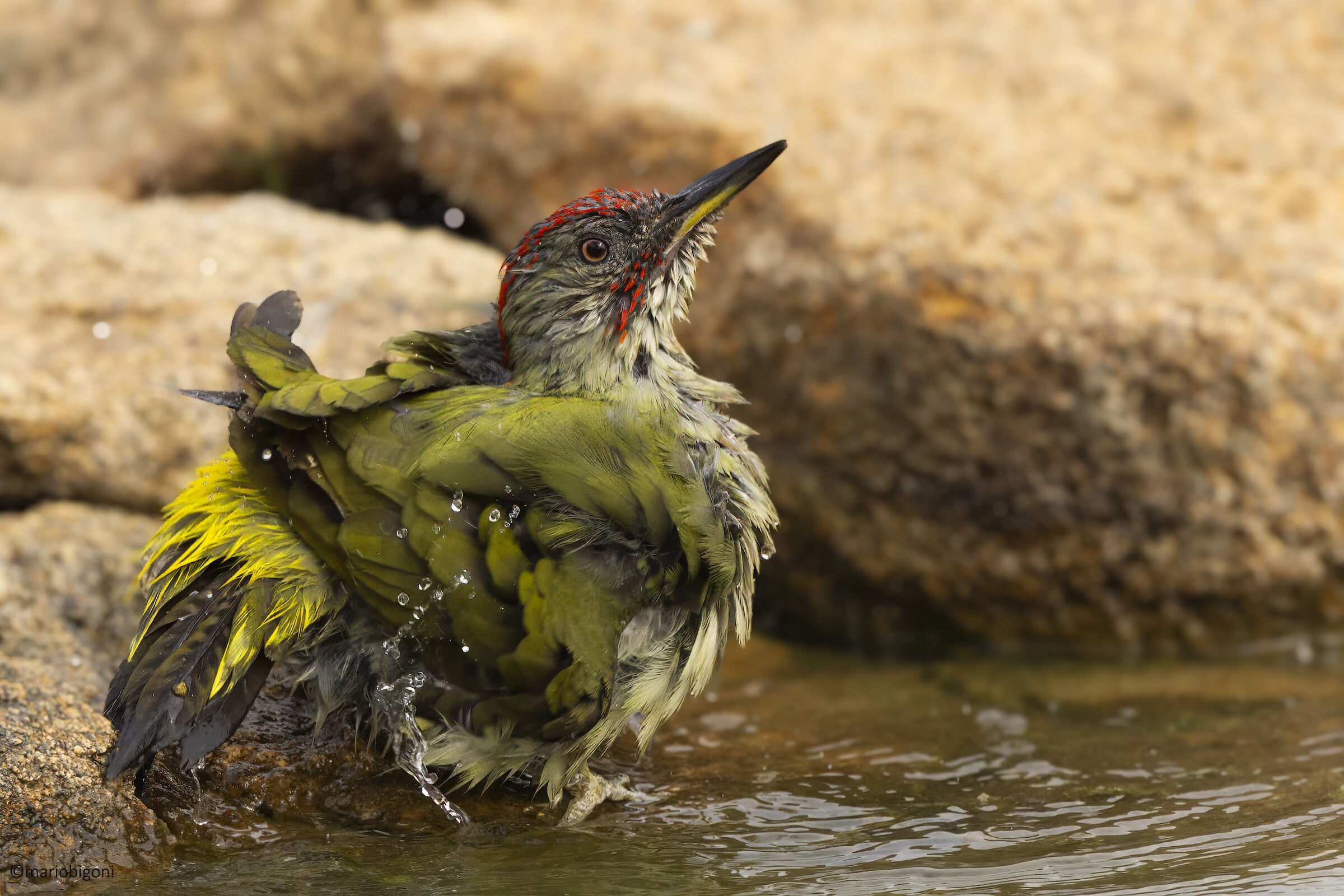 Iberian Green Woodpecker