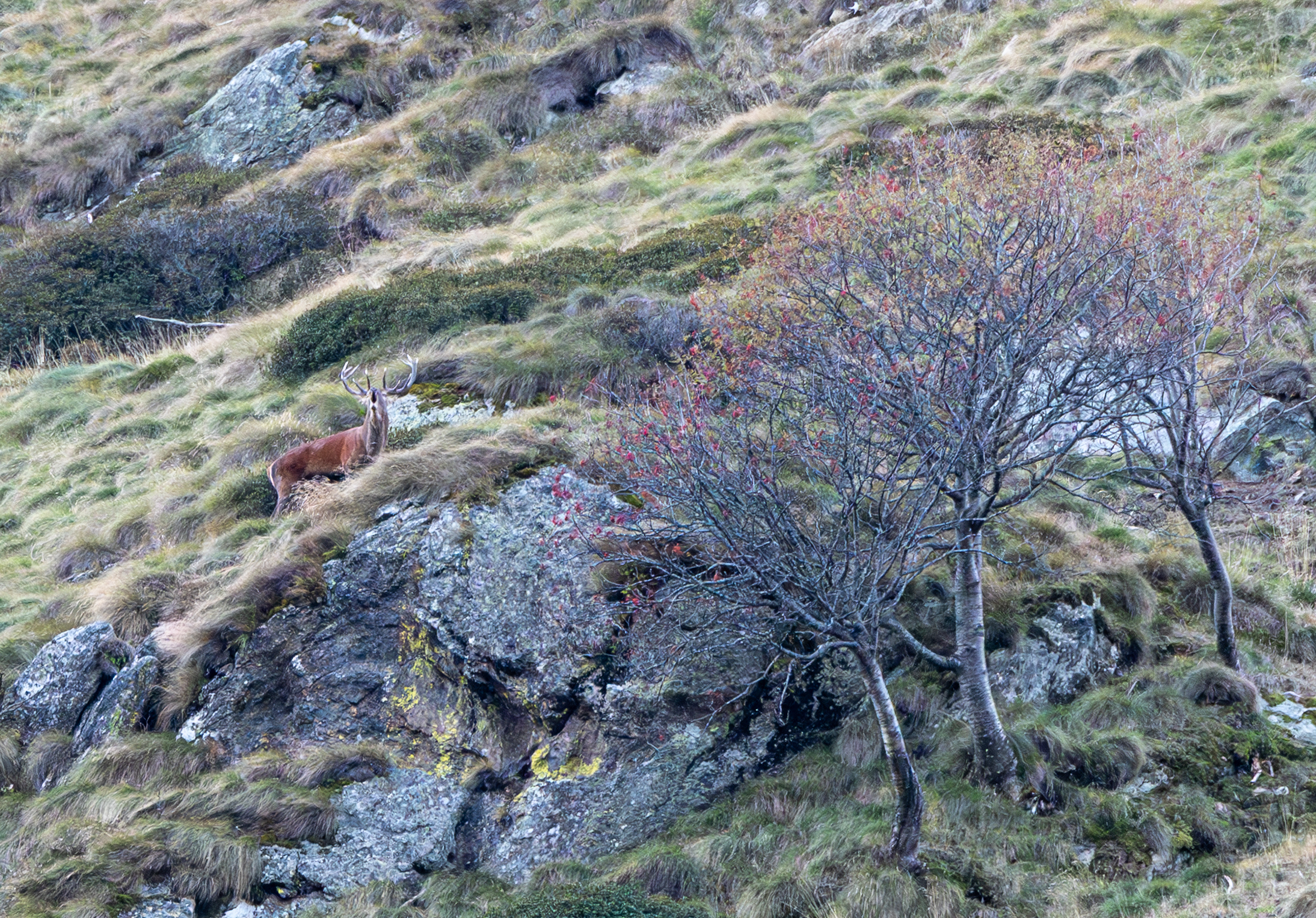 Bramito sotto un sorbo degli uccellatori